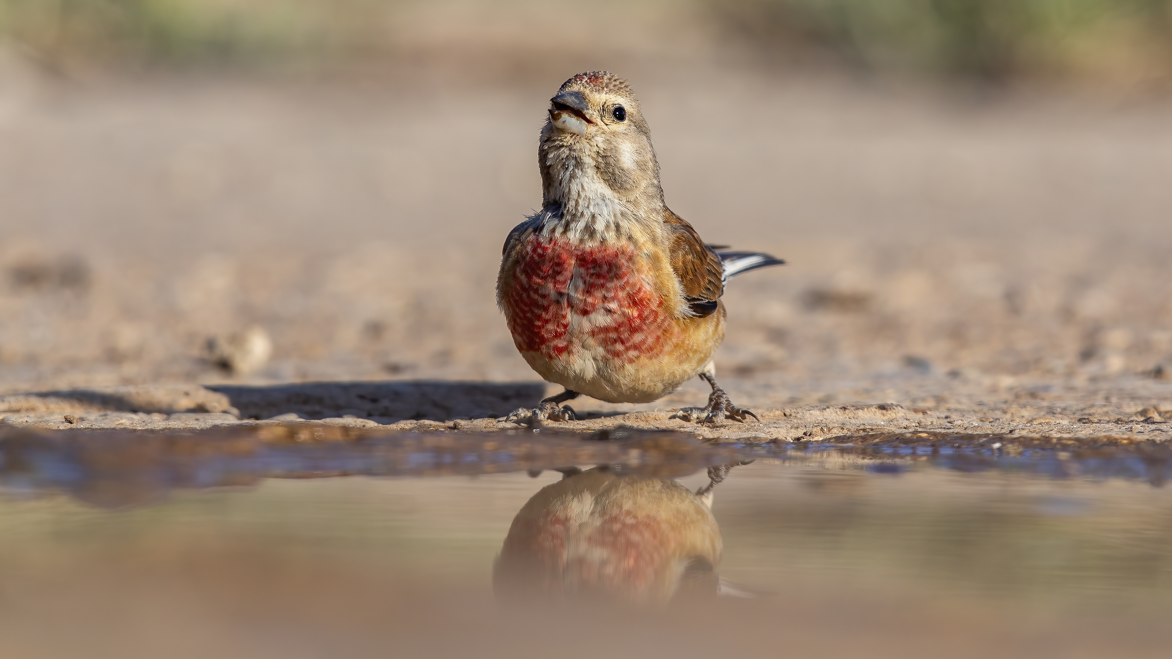 Eurasian Linnet