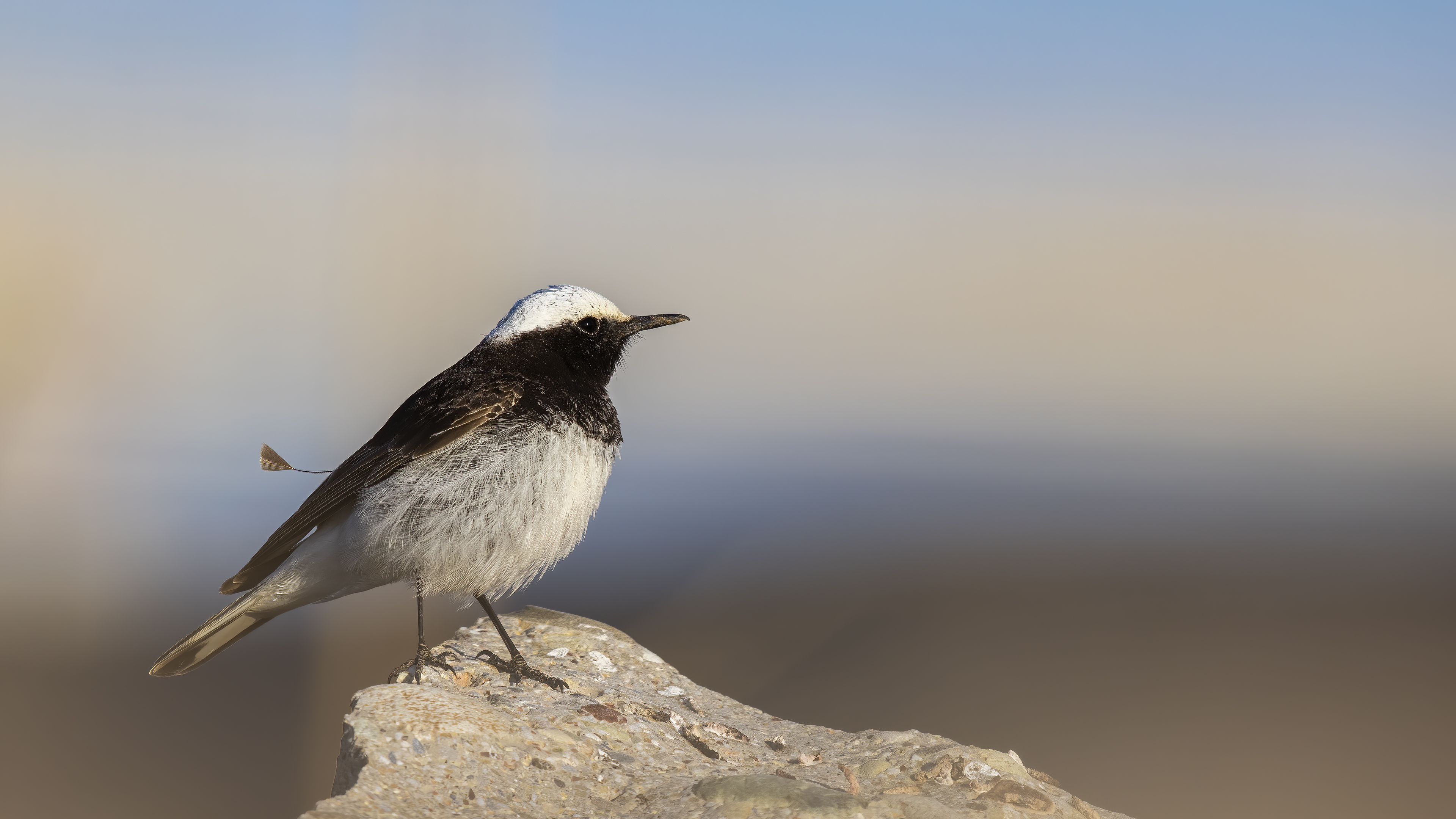 Hooded Wheatear