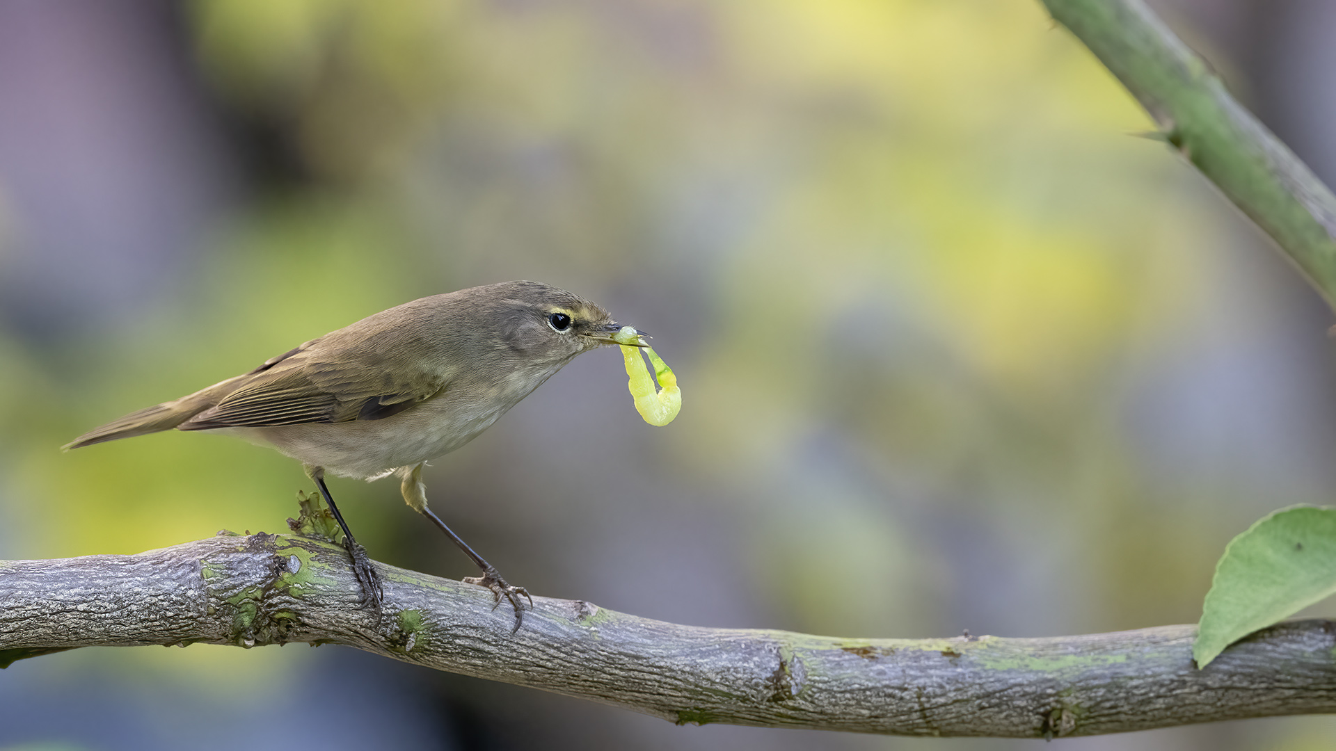 Common Chiffchaff