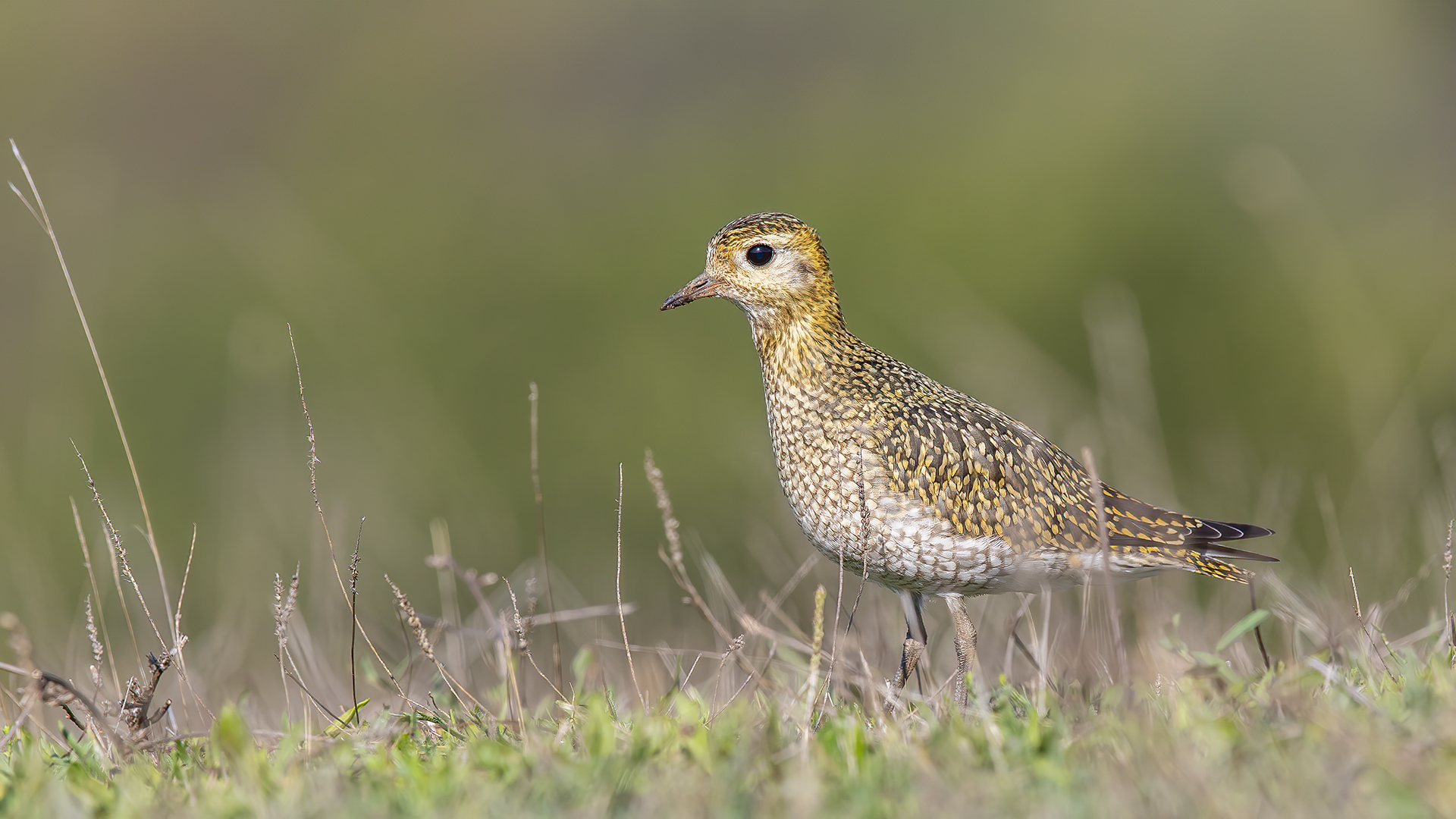 European Golden-Plover