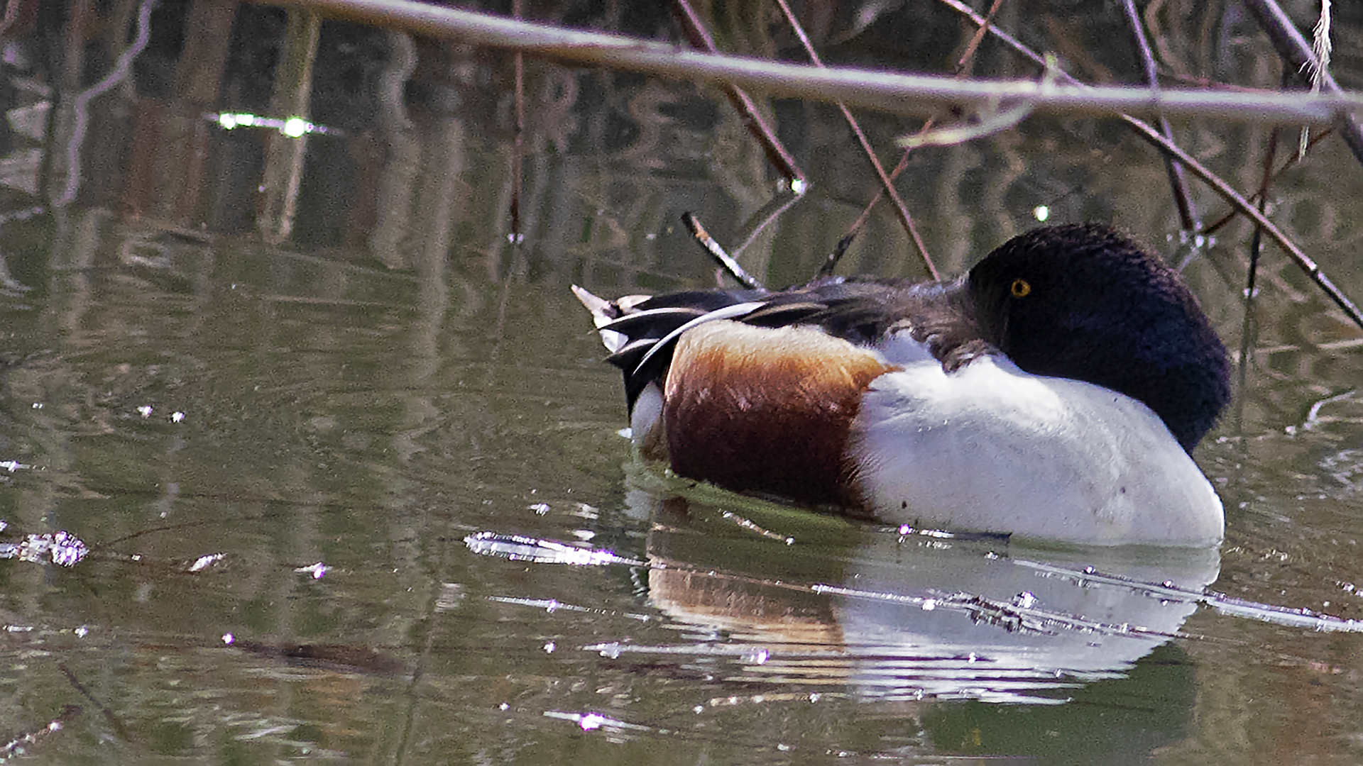 Northern Shoveler