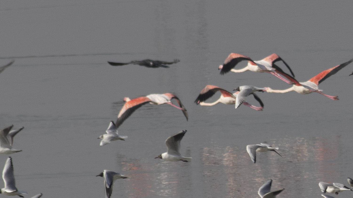 Greater Flamingo