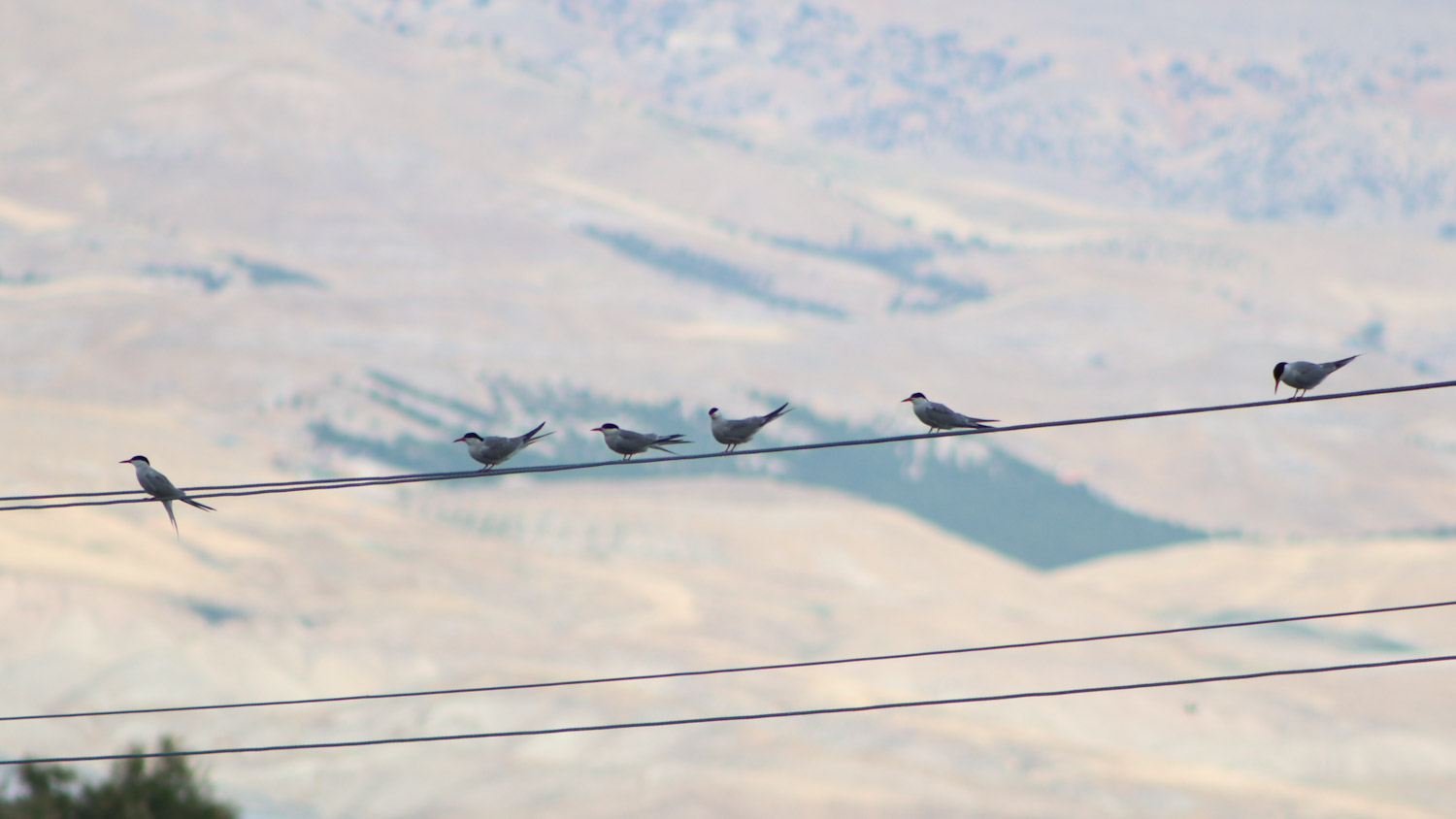 Common Tern
