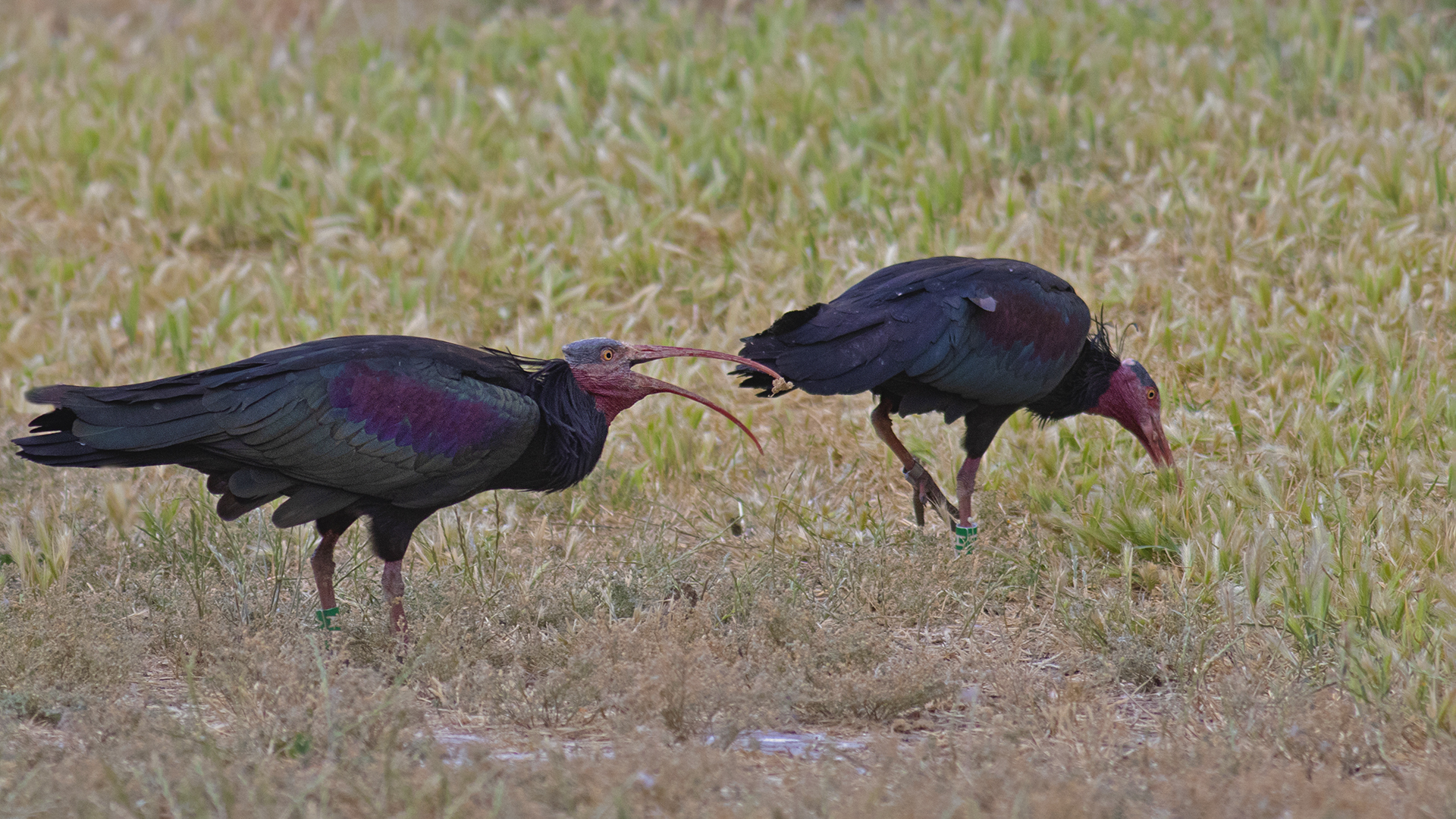 Northern Bald Ibis