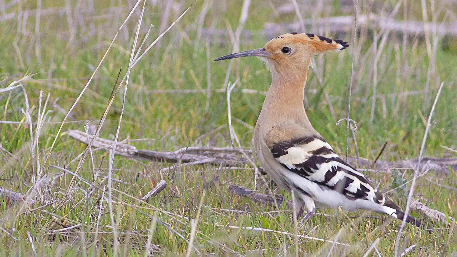 Eurasian Hoopoe