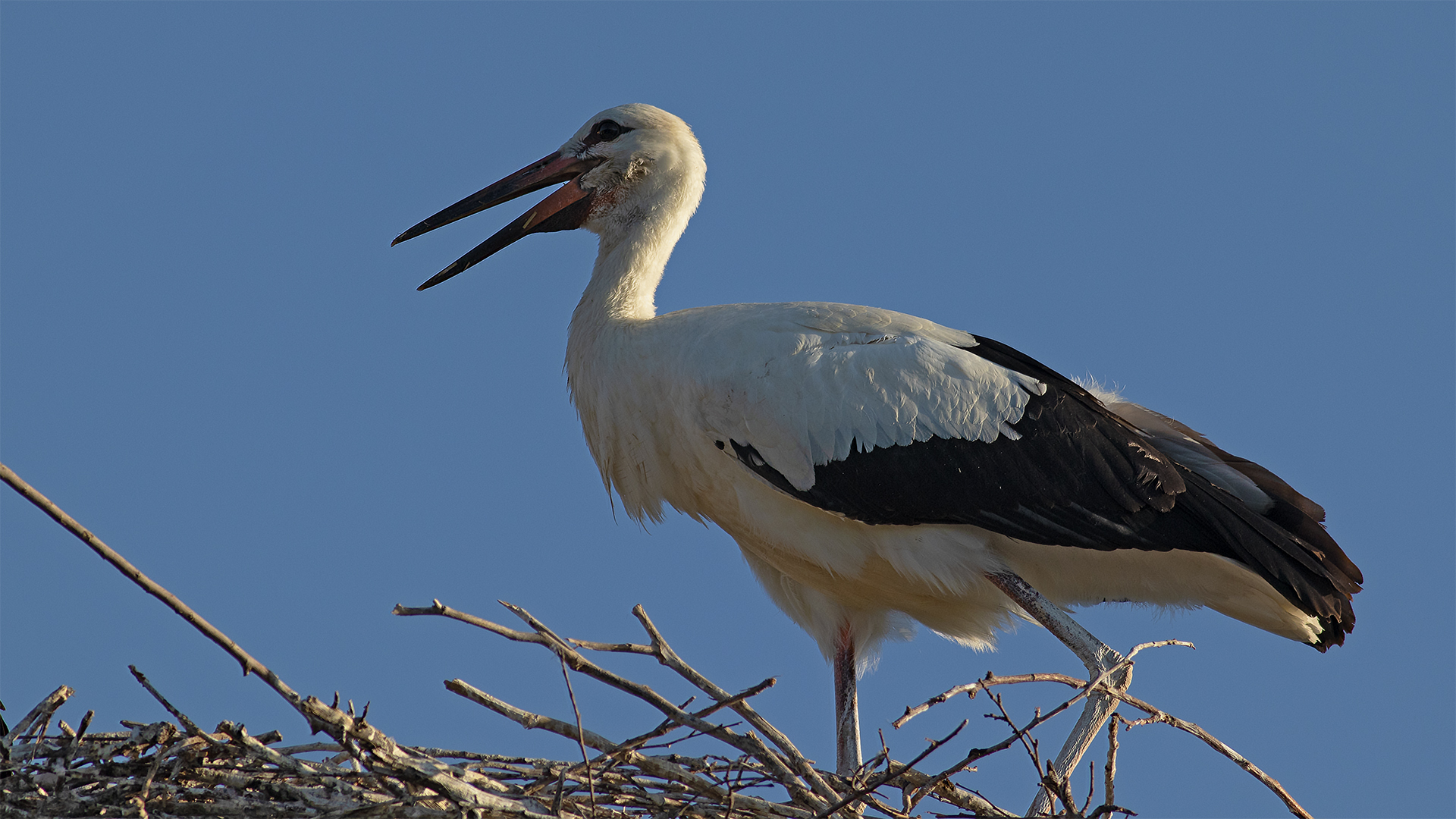 White Stork
