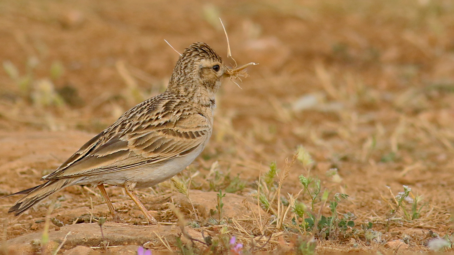 Eurasian Skylark