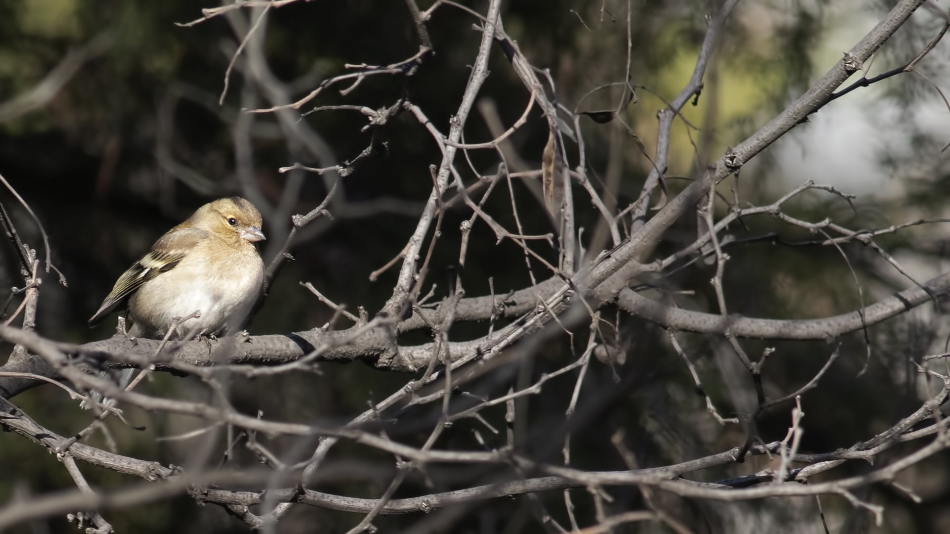 Common Chaffinch