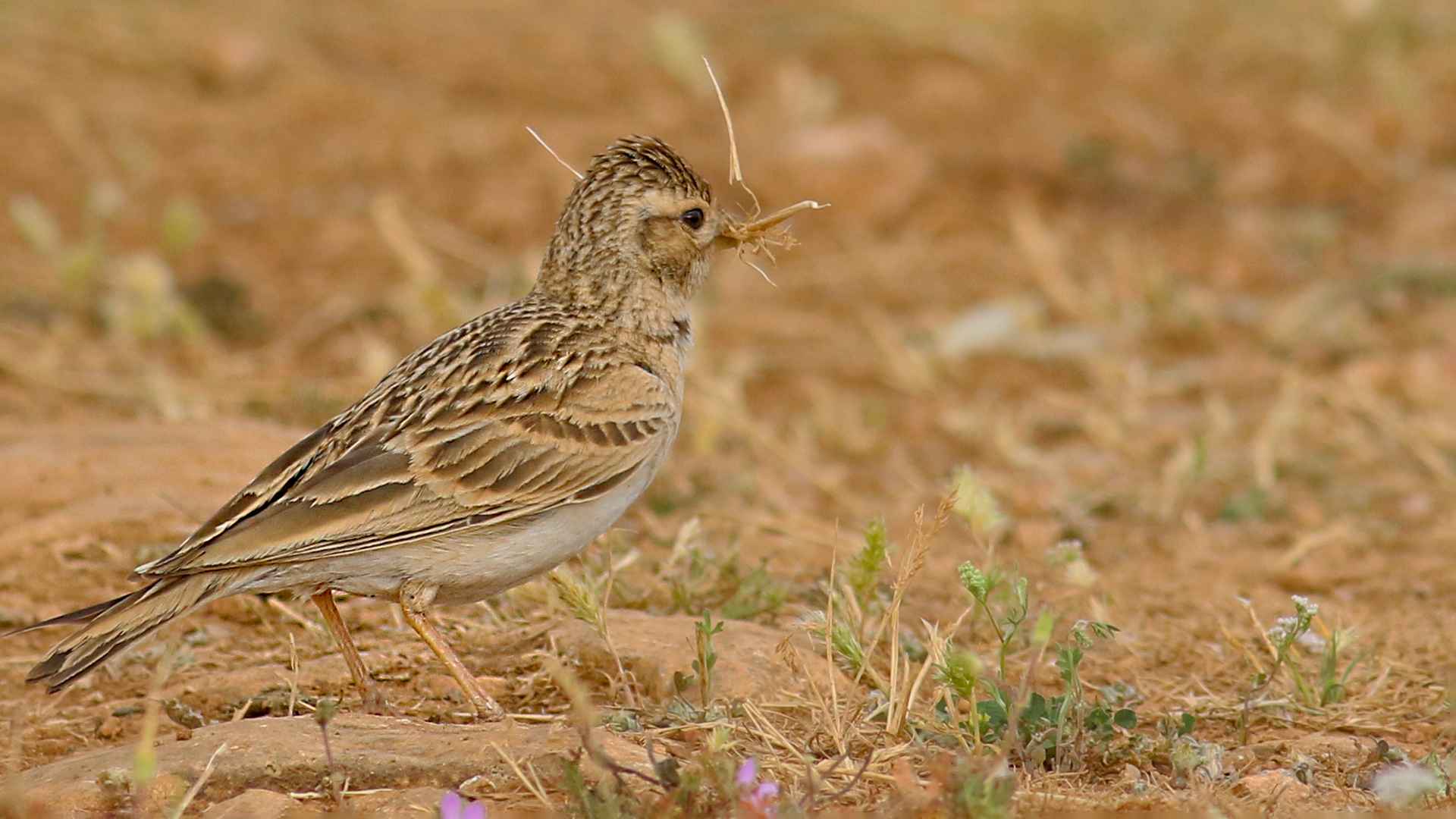 Eurasian Skylark