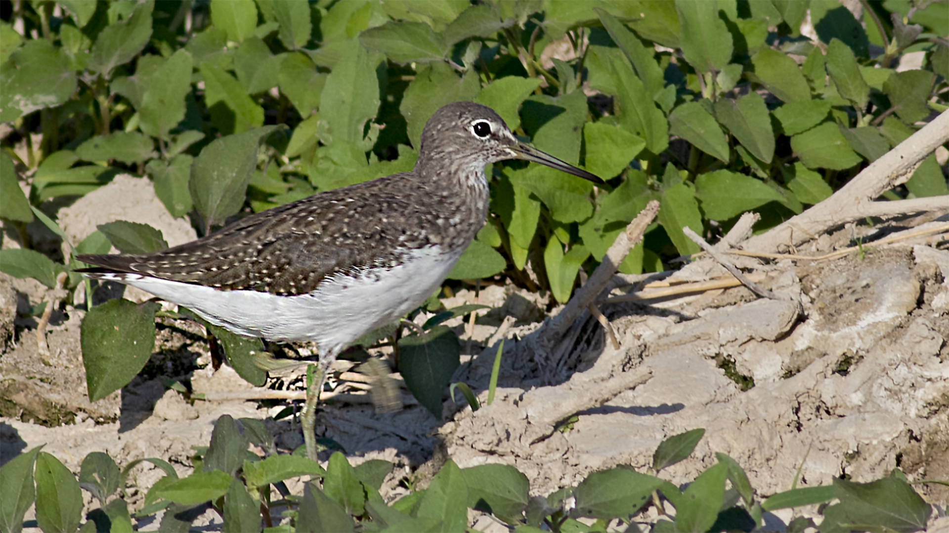 Green Sandpiper