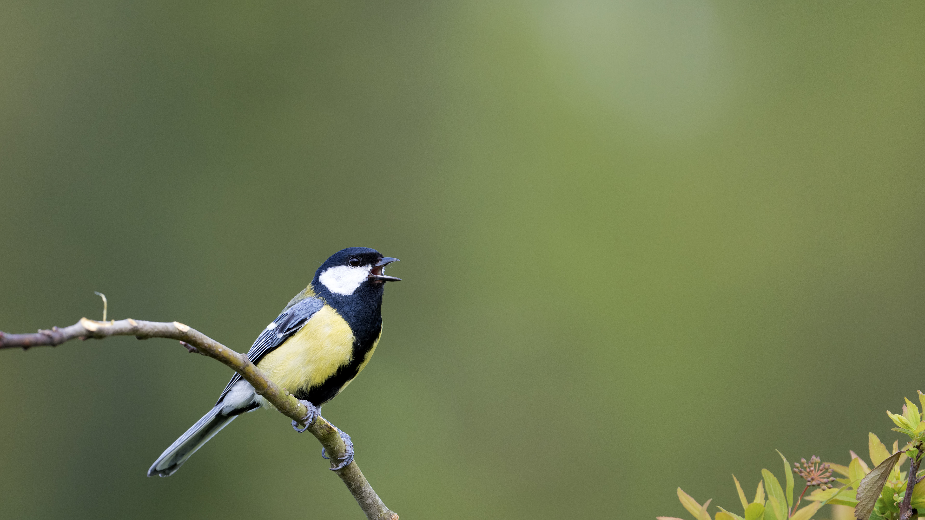 Great Tit