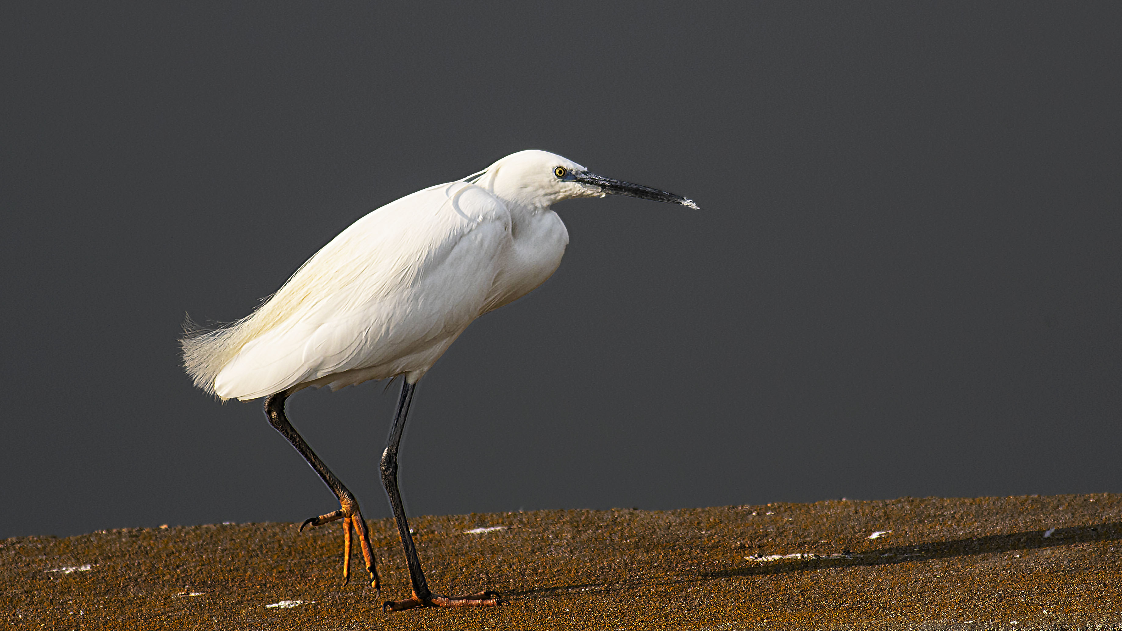Little Egret — Ana fotoğraf