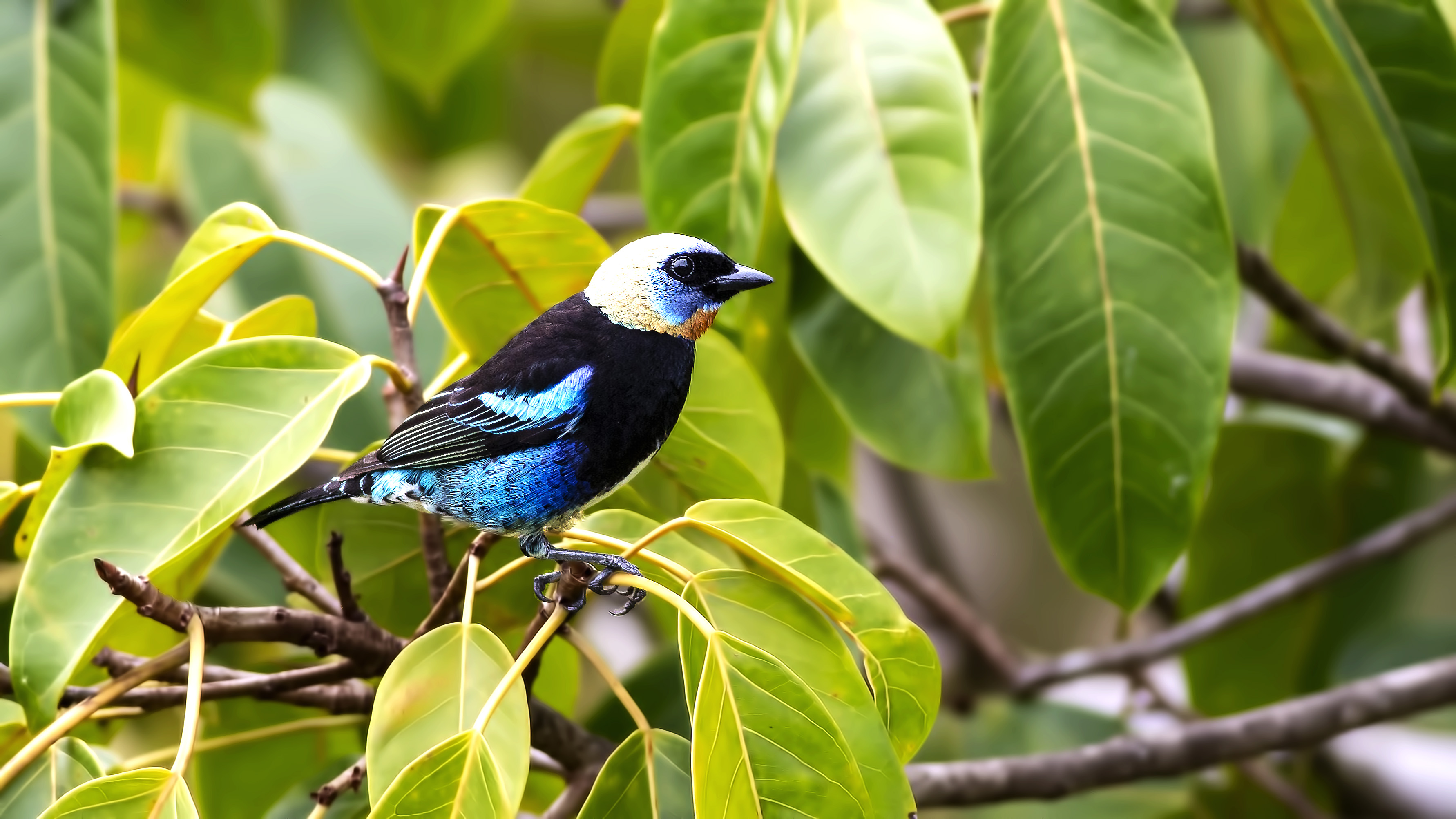 Red-legged Honeycreeper