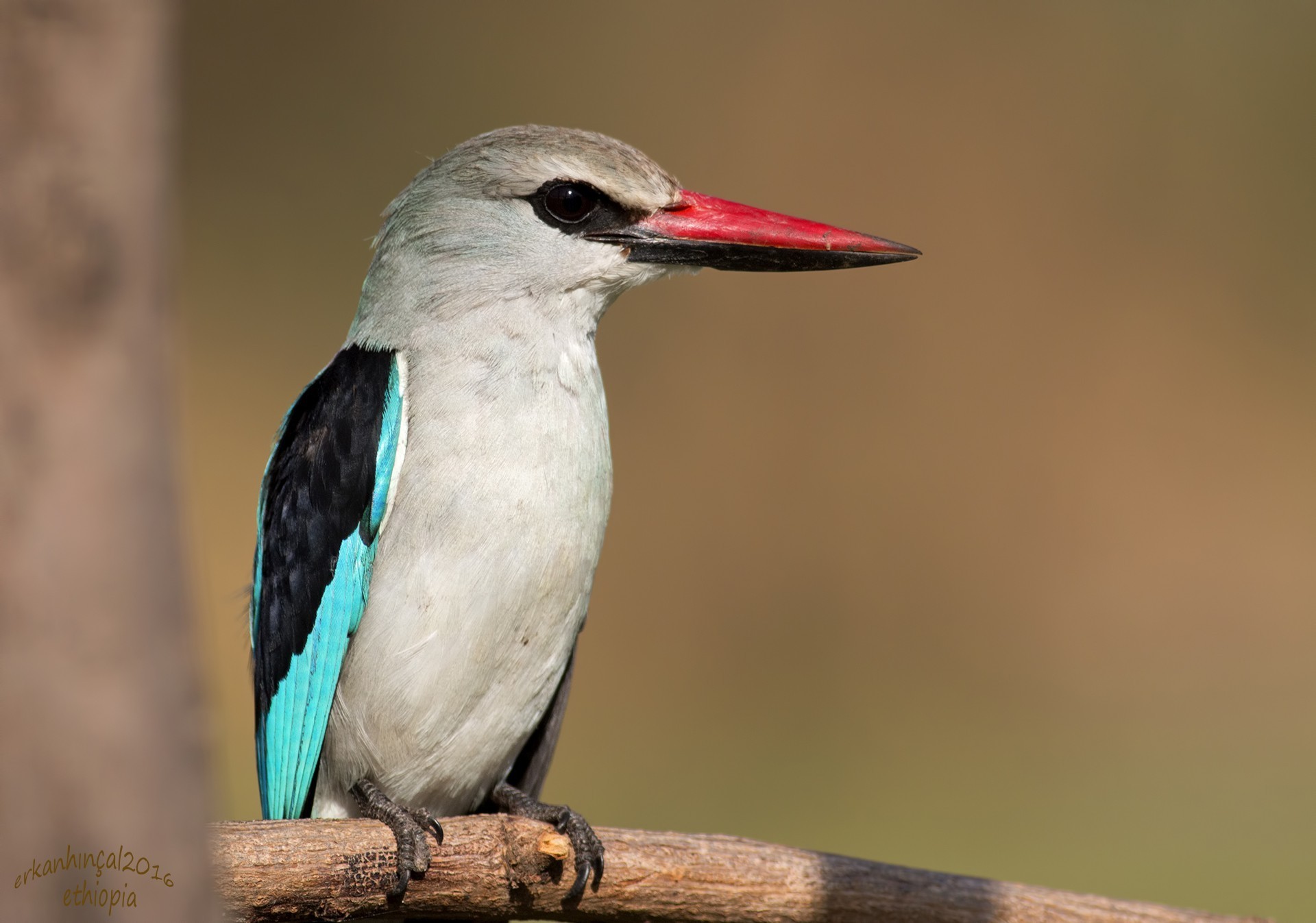 Woodland Kingfisher
