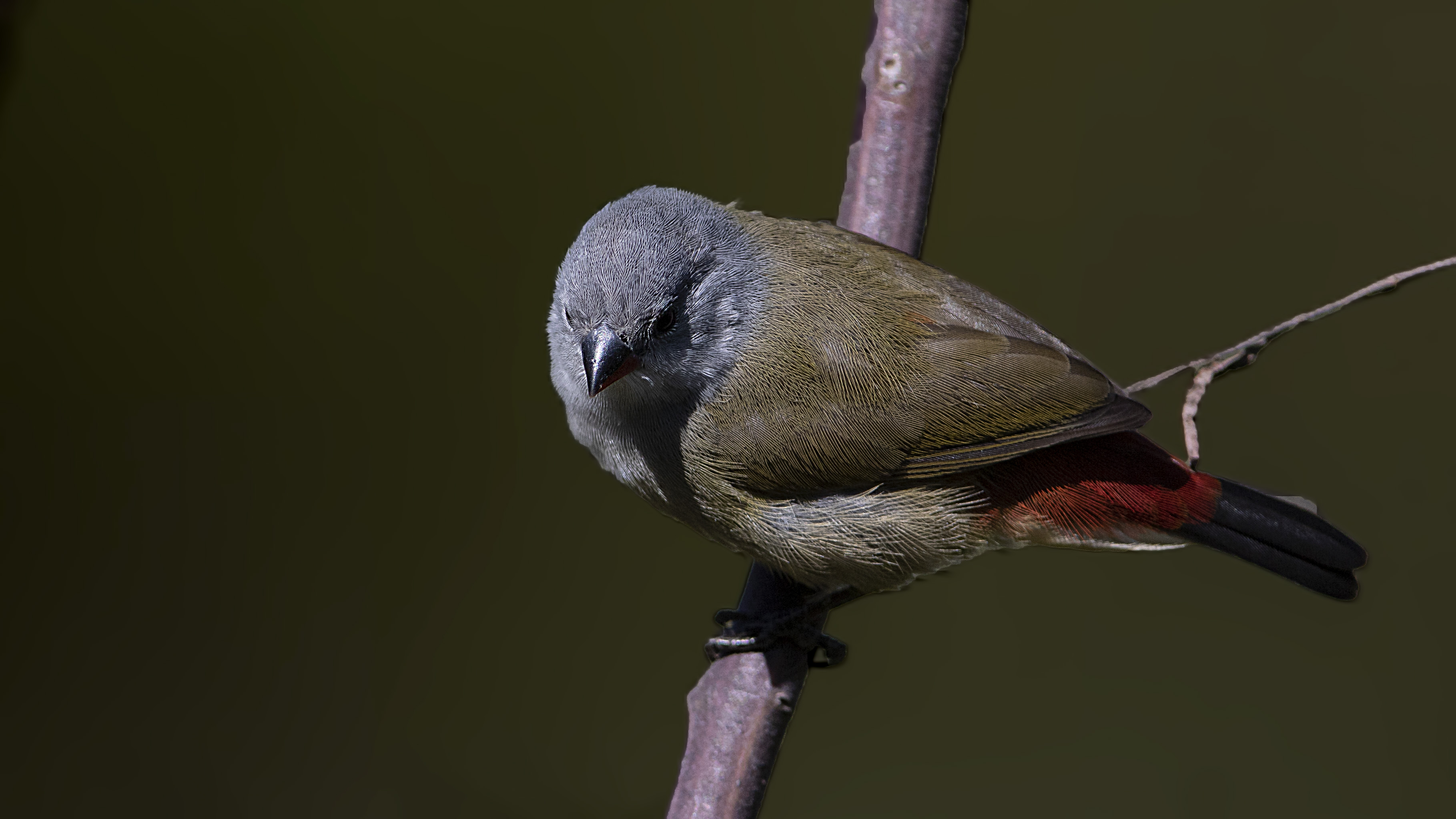 Yellow-bellied Waxbill