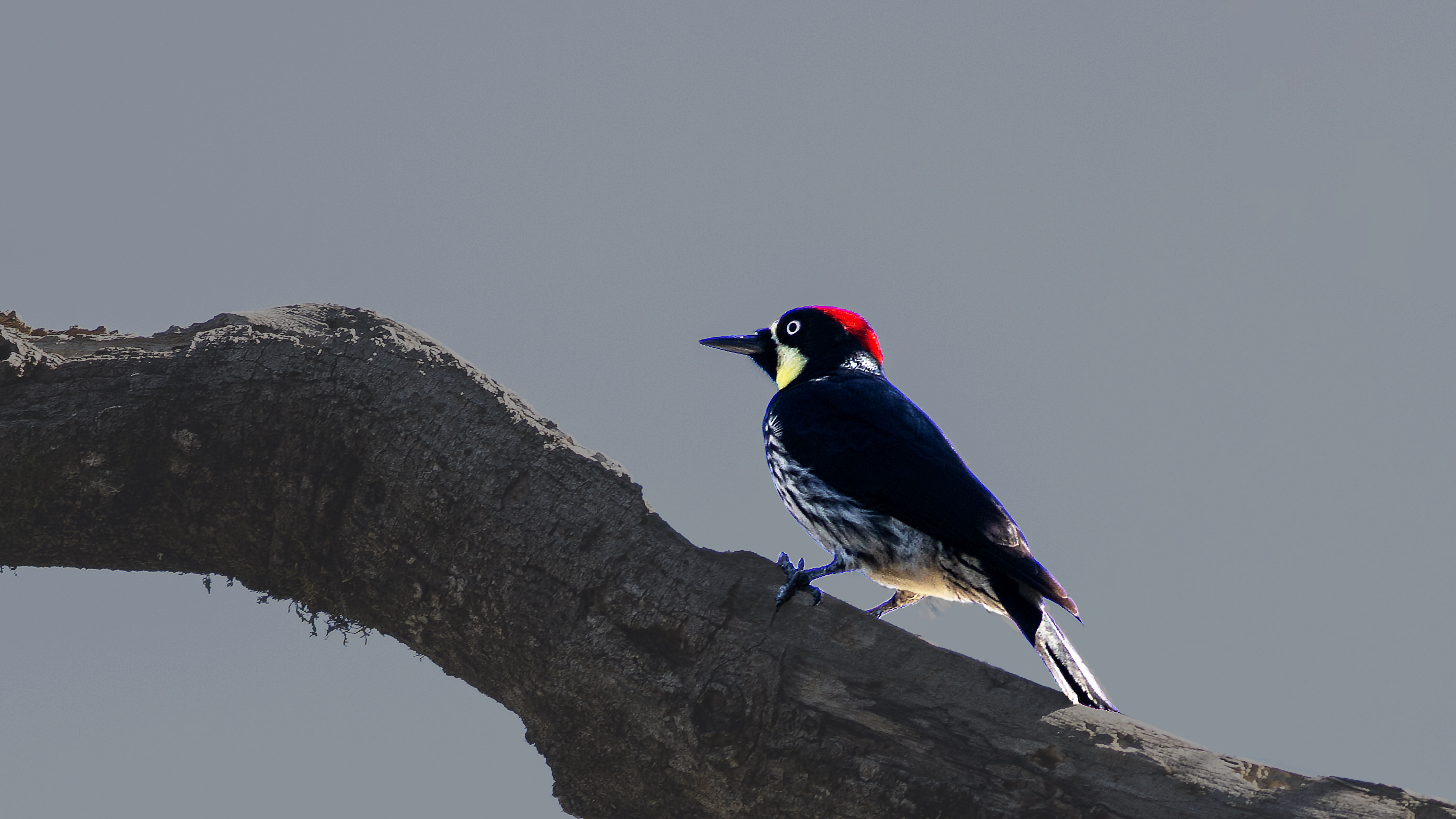 Acorn Woodpecker
