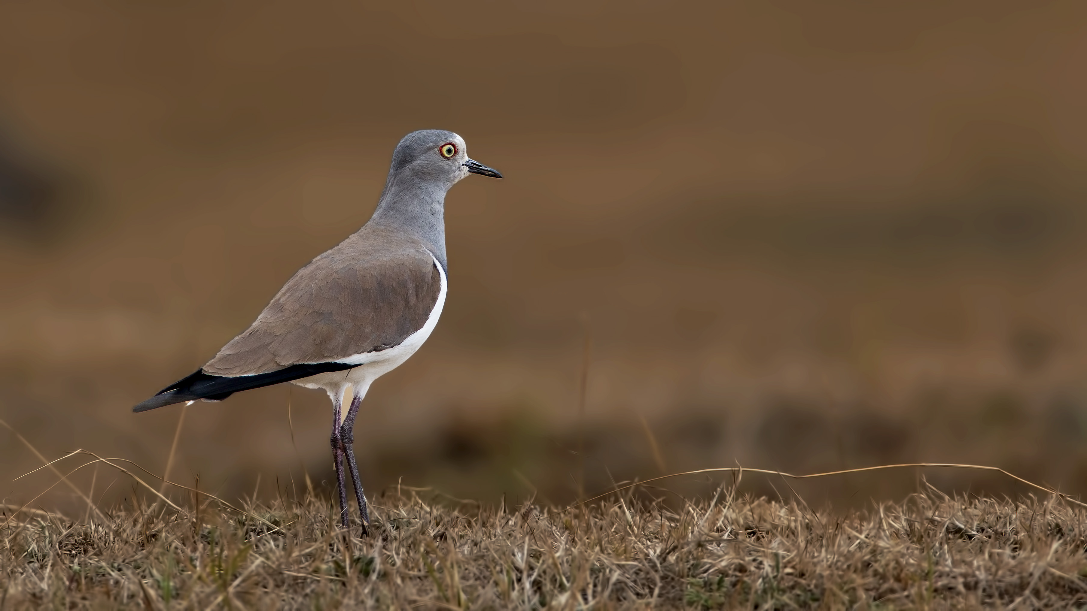 Black-winged Lapwing