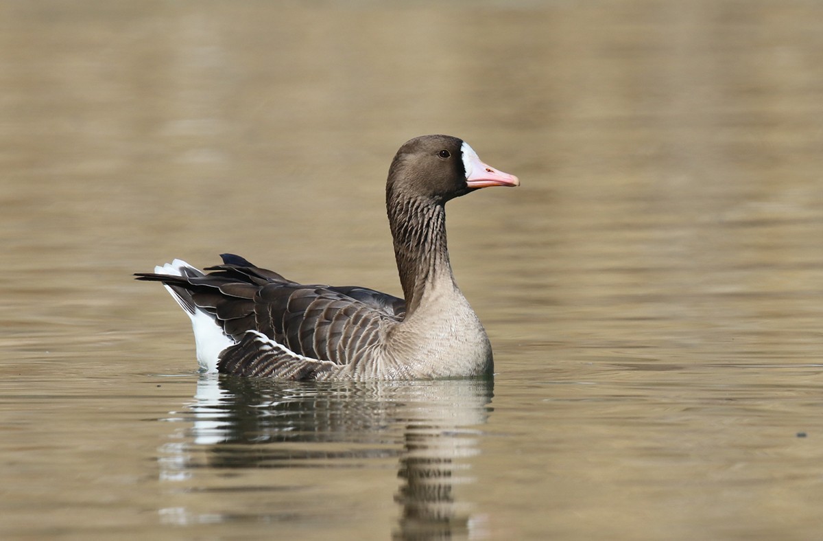 Greater White-fronted Goose