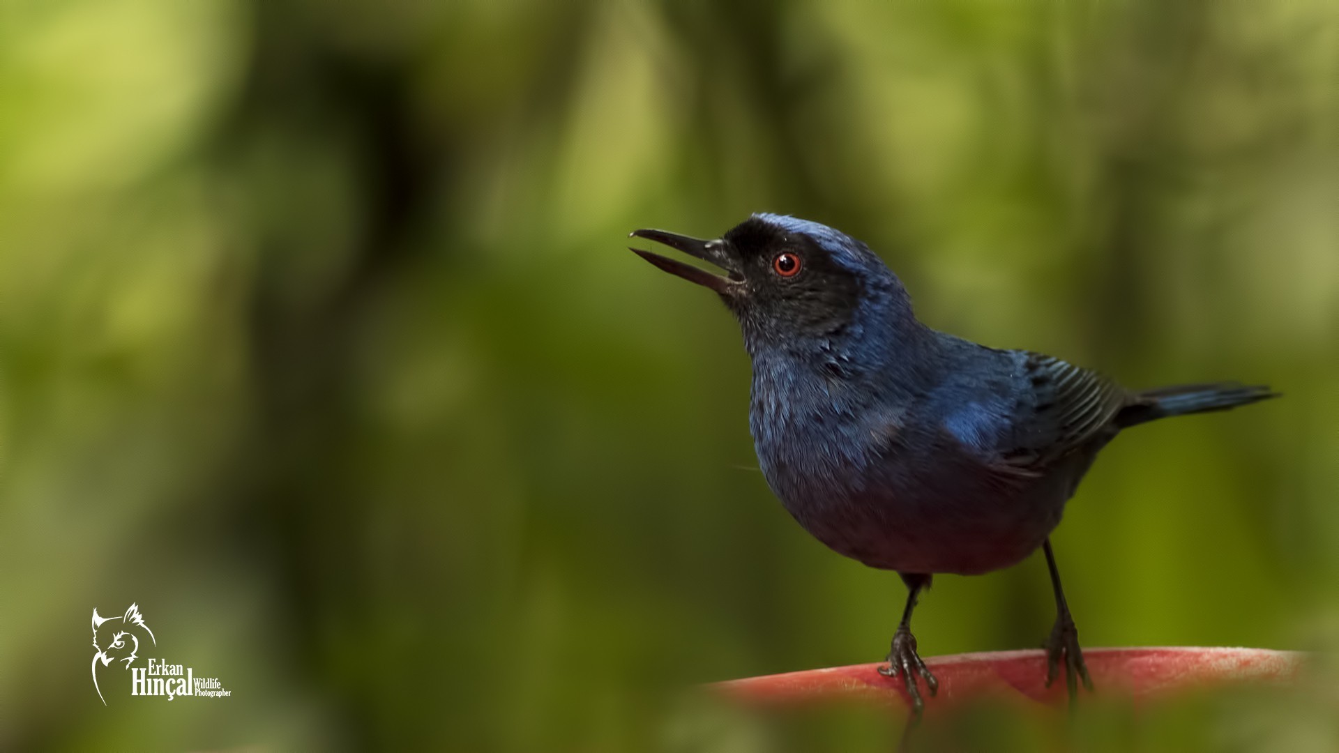 Zimmer's Tody-tyrant — Ana fotoğraf