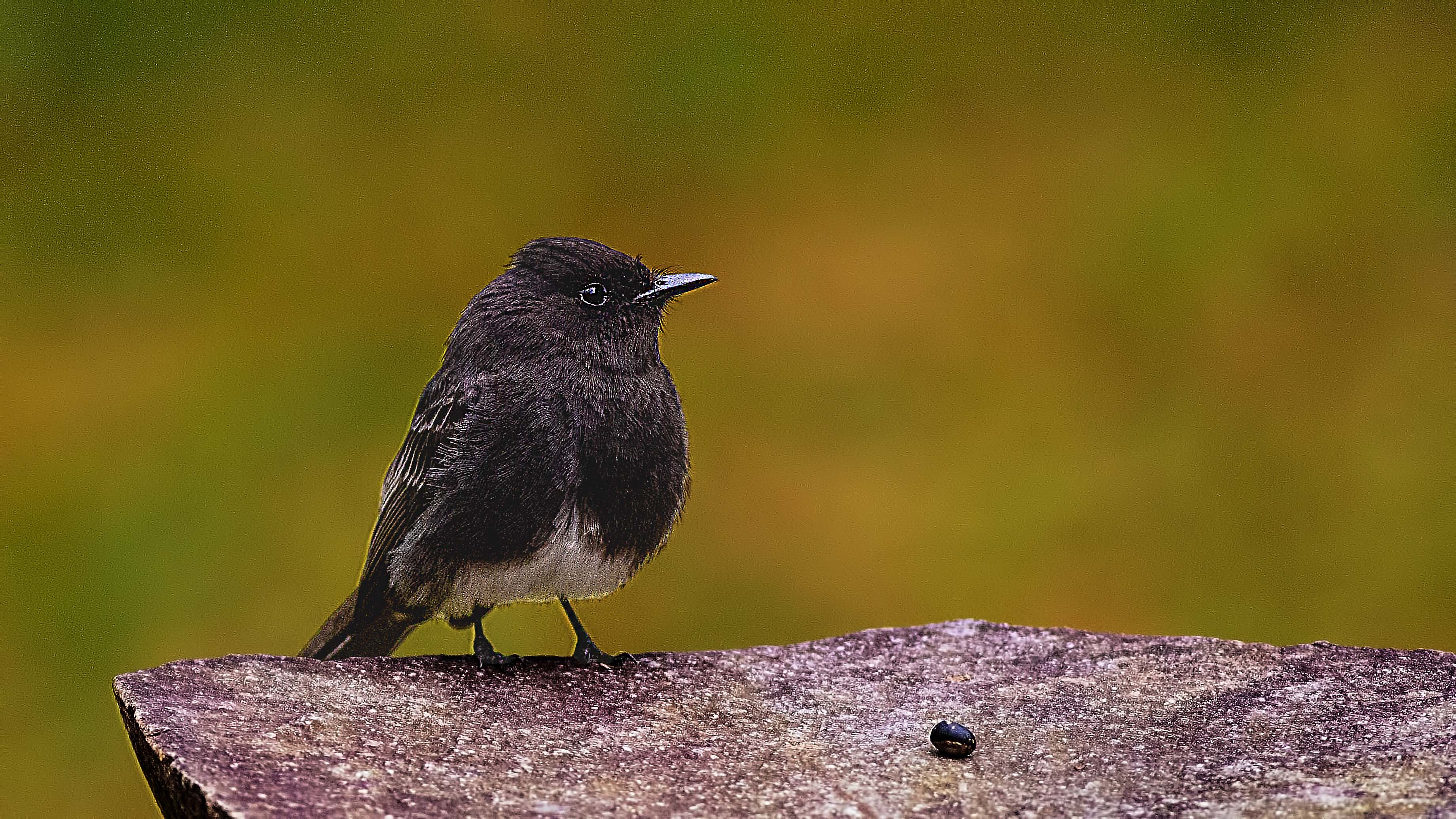 Black Phoebe