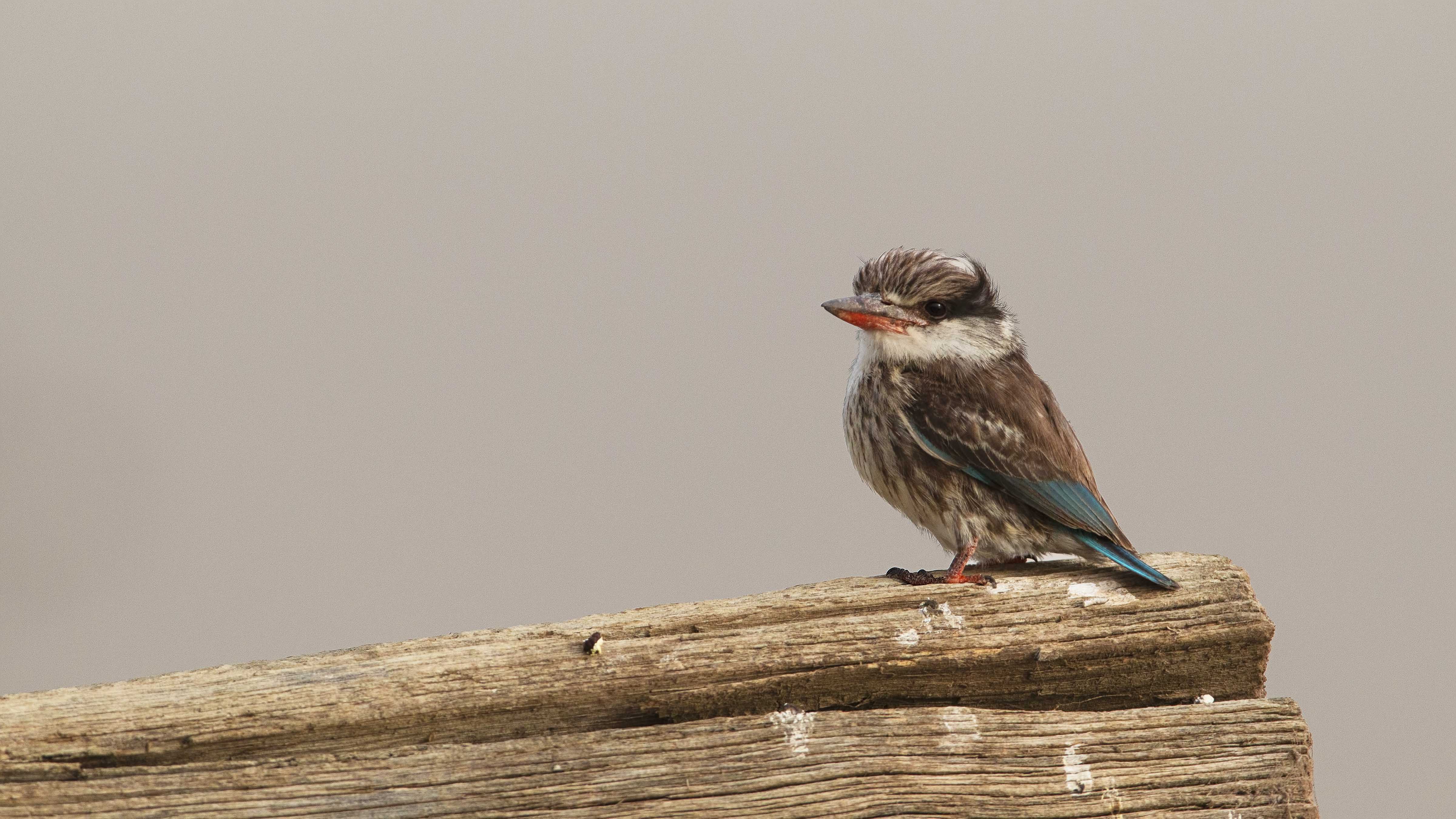 Striped Kingfisher