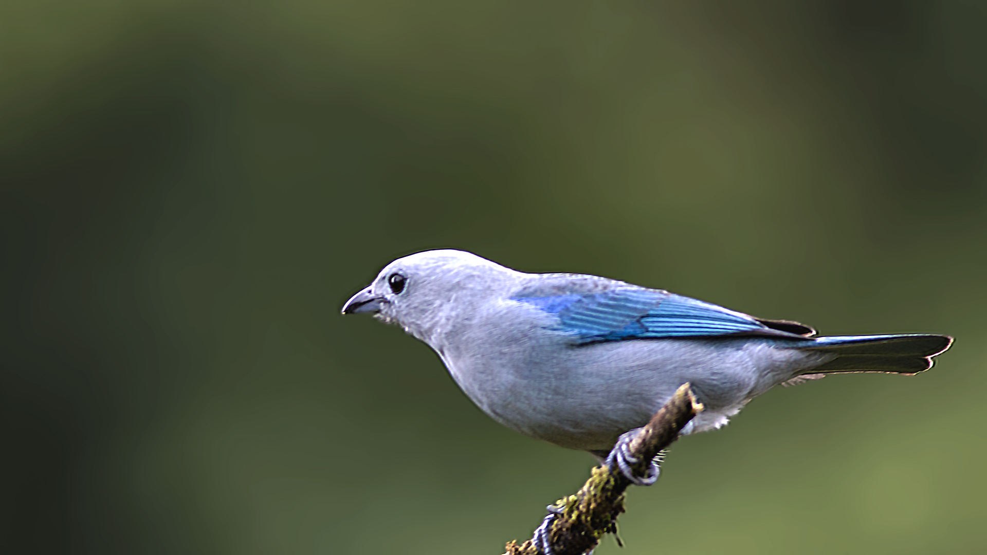 Blue-gray Tanager