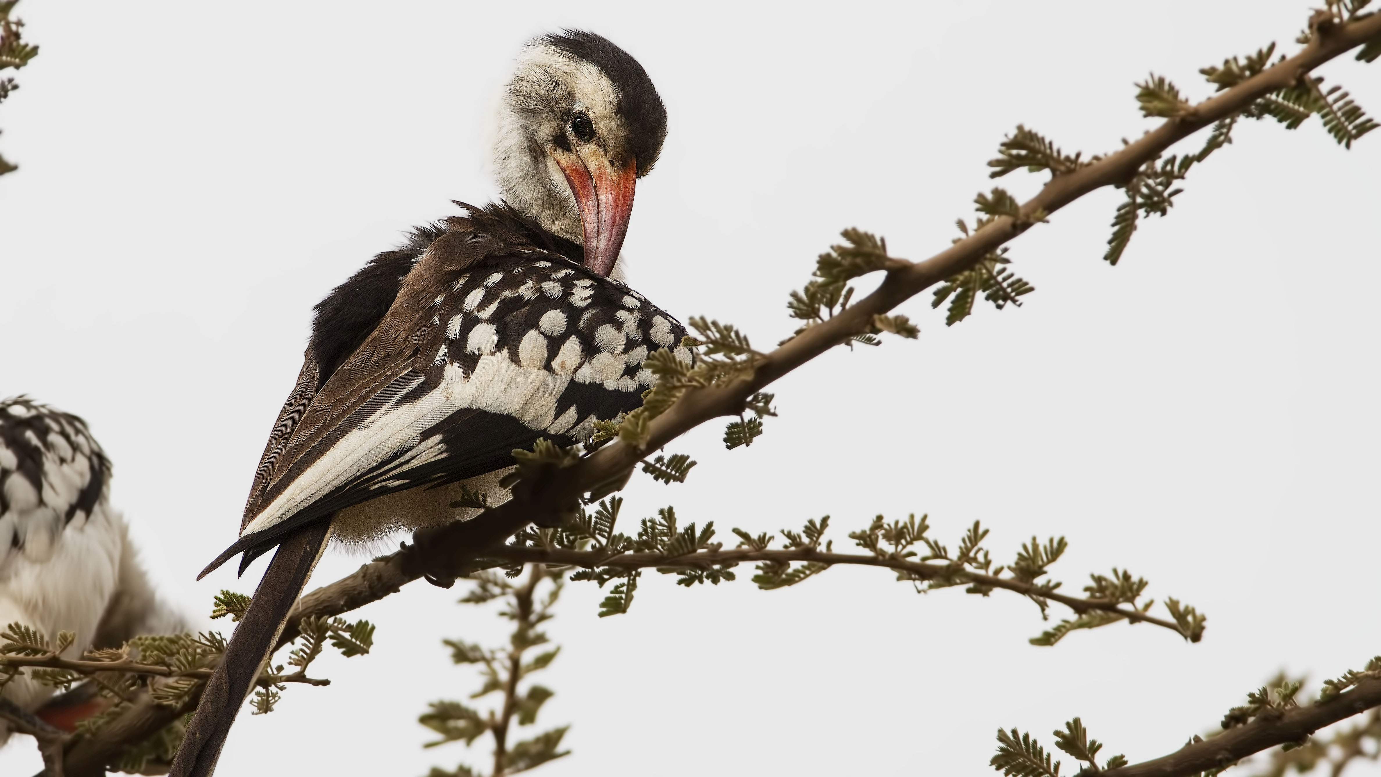 Northern Red-billed Hornbill
