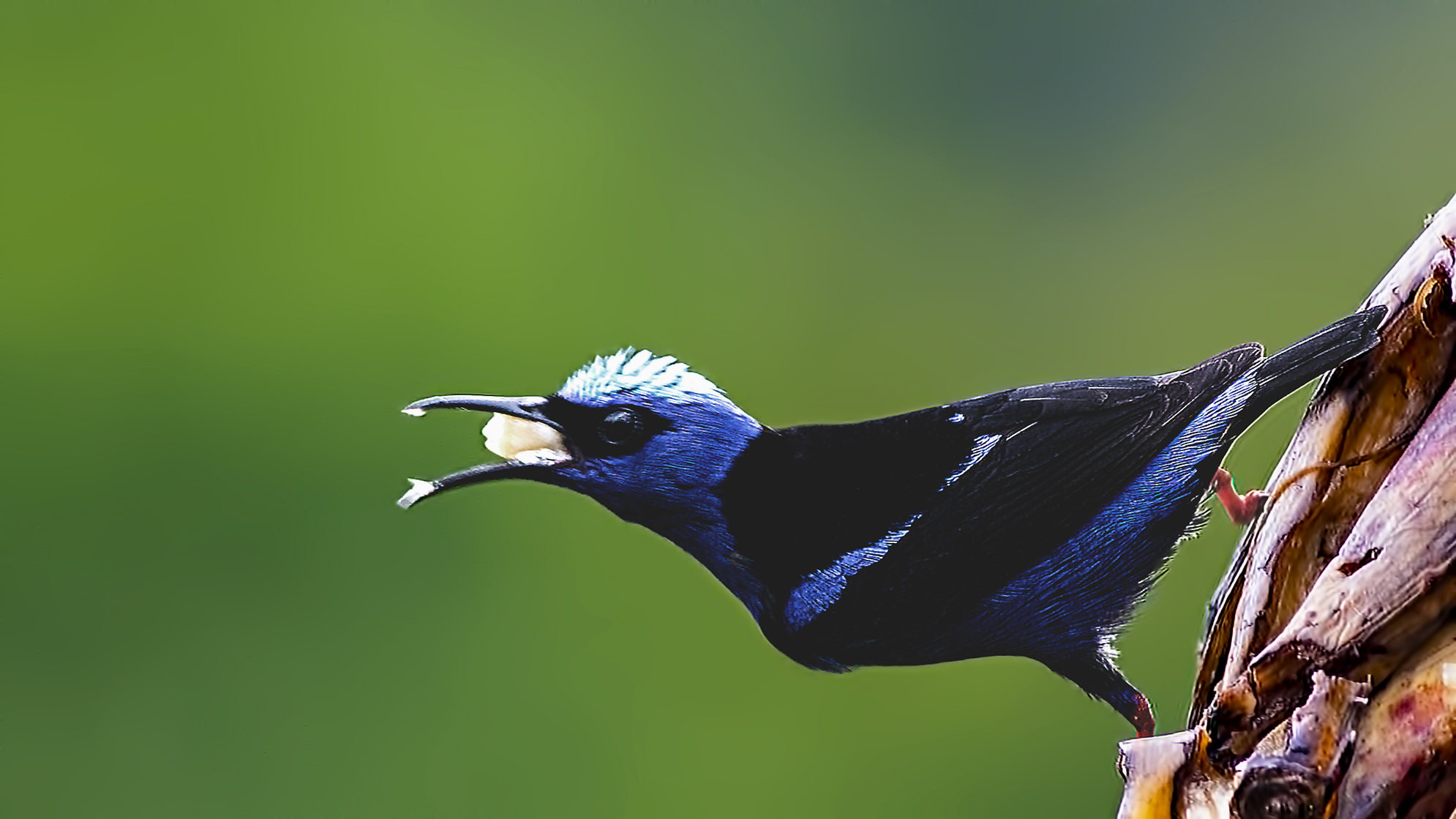 Red-legged Honeycreeper