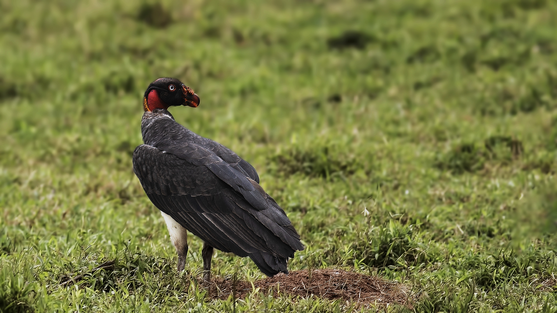 King Vulture