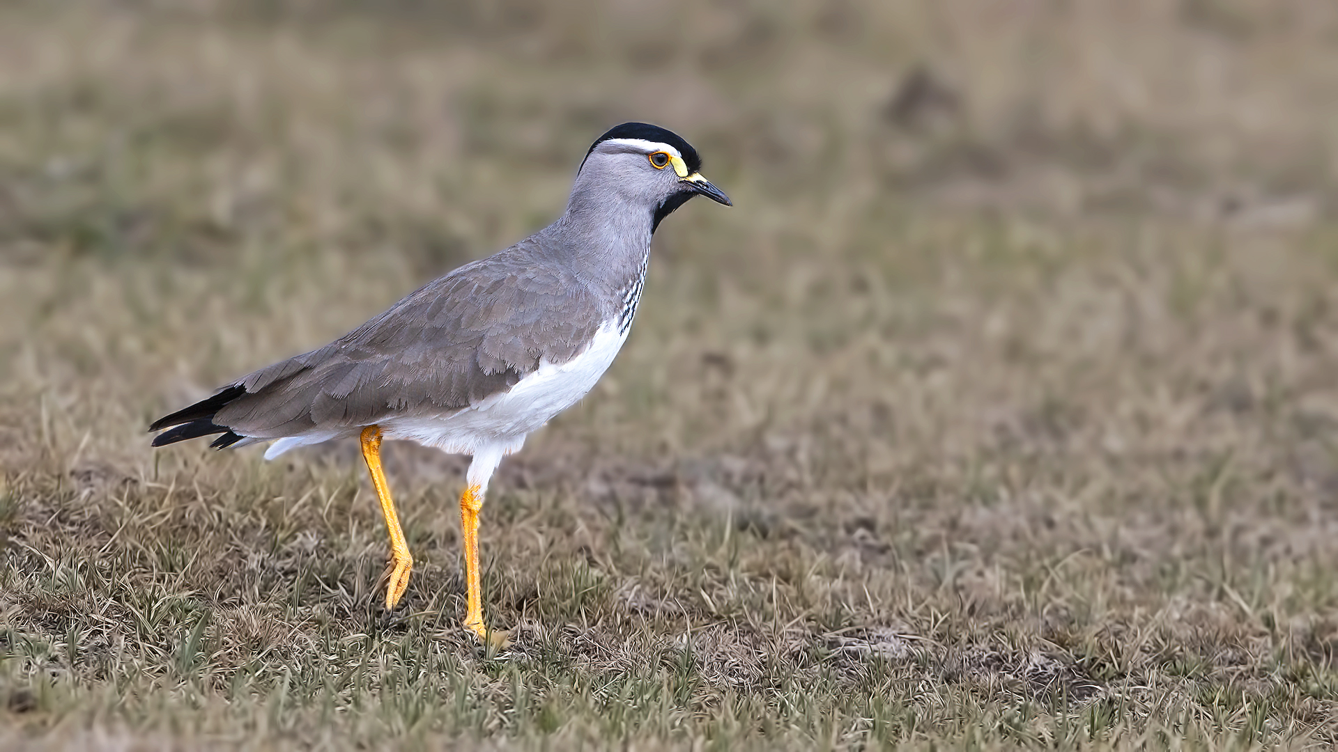 Spot-breasted Lapwing — Ana fotoğraf