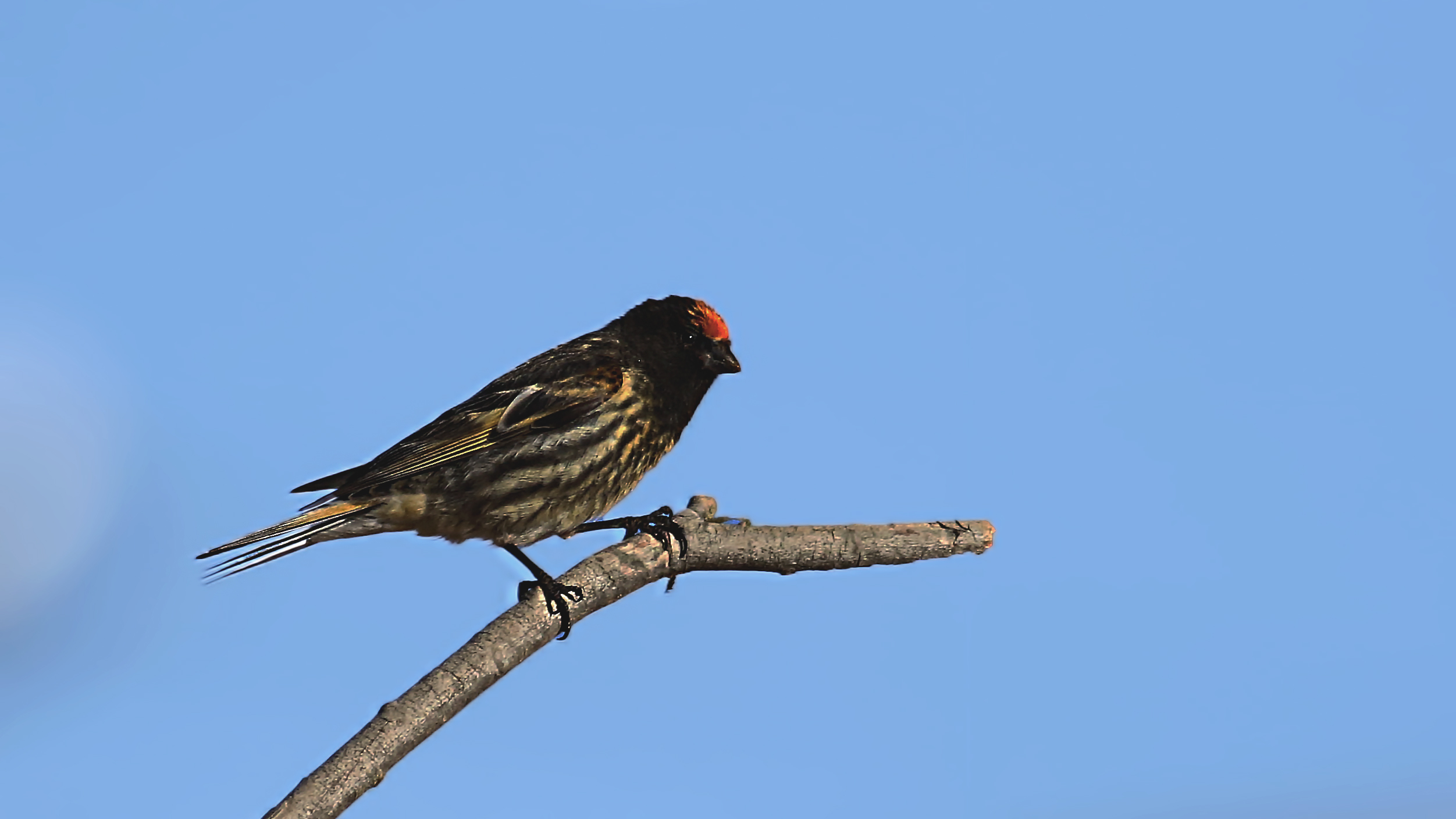 Fire-fronted Serin — Ana fotoğraf