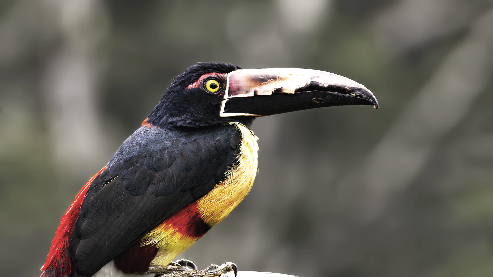 Collared Aracari