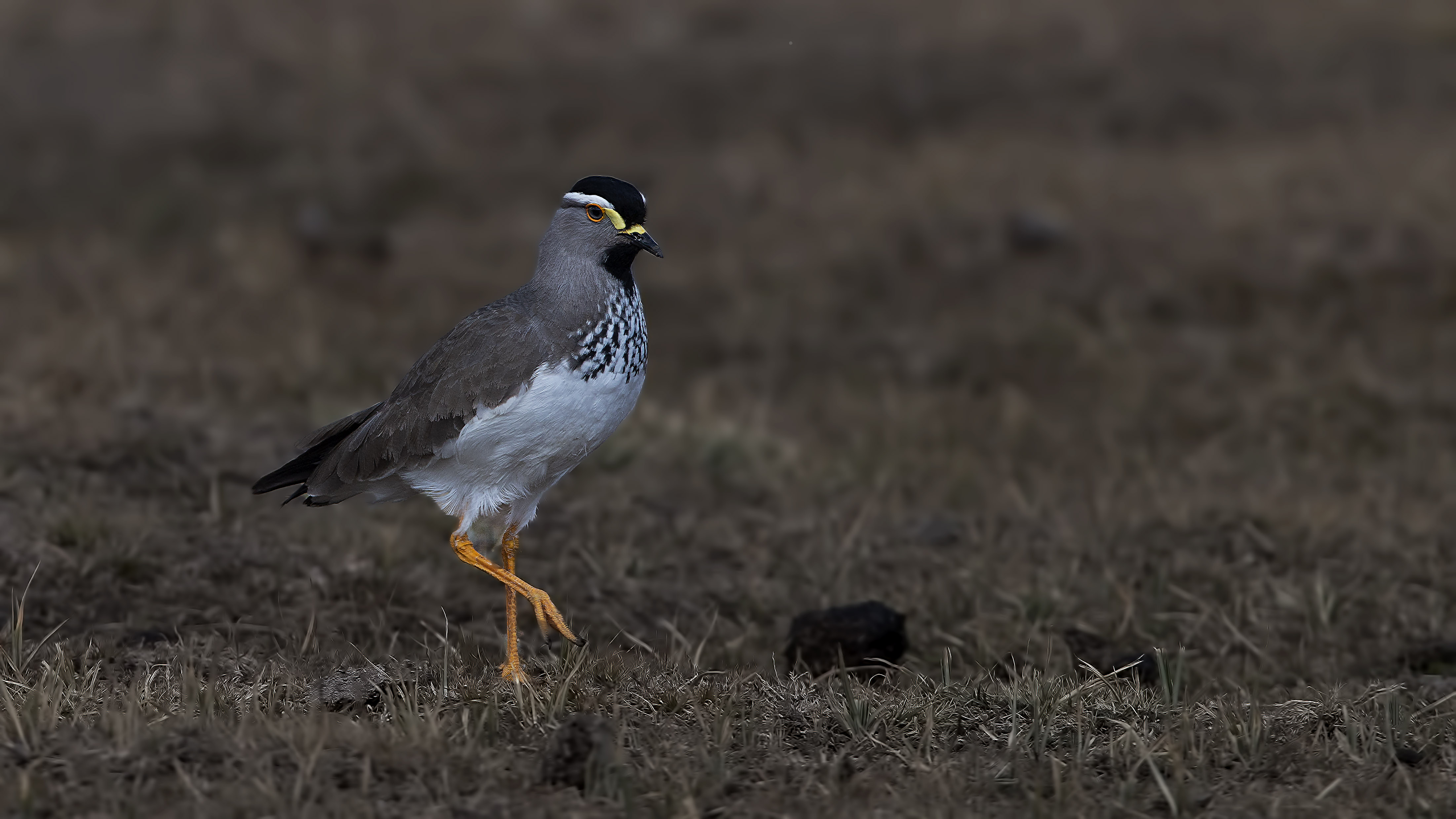 Spot-breasted Lapwing