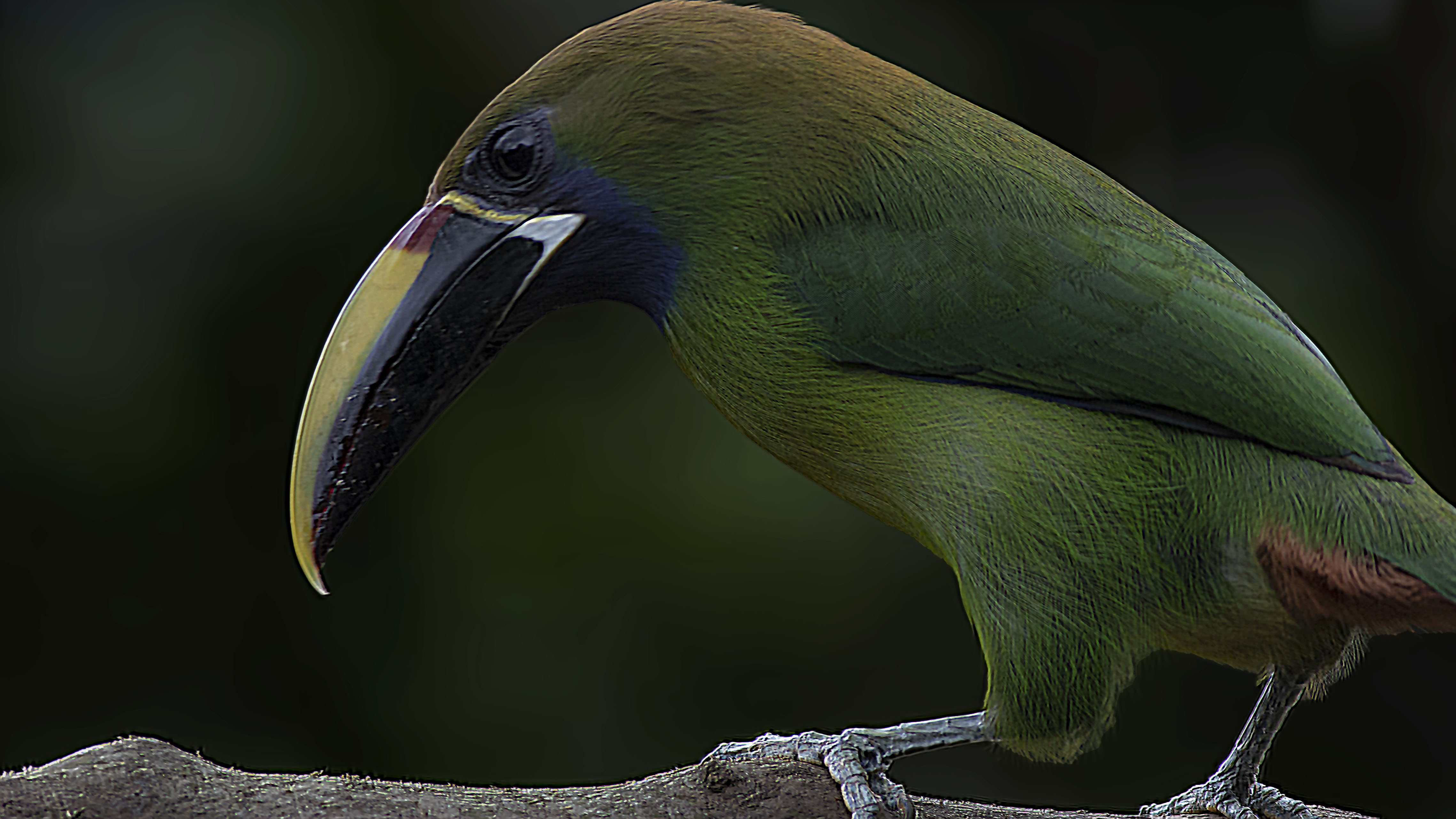 Northern Emerald-Toucanet