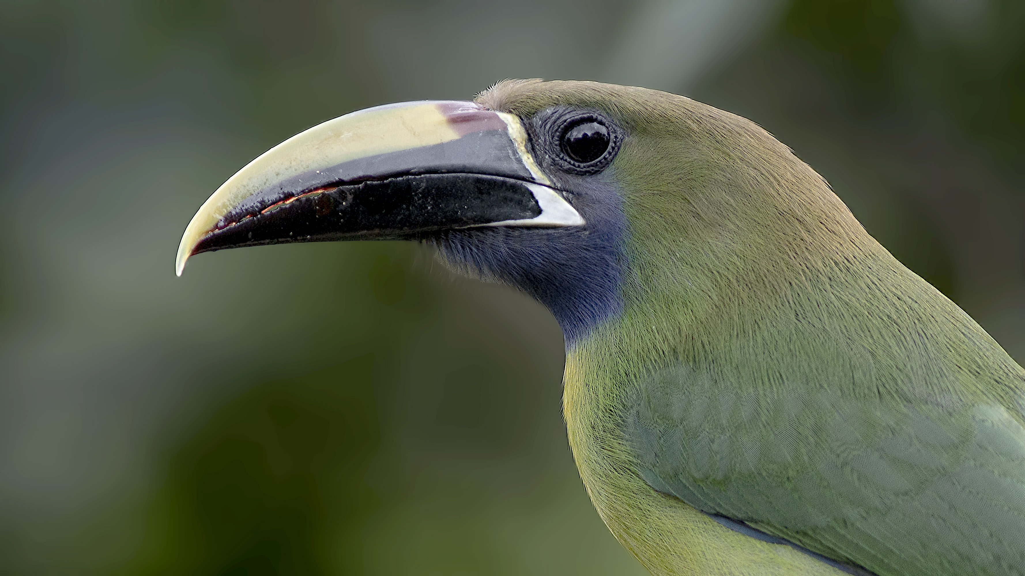 Northern Emerald-Toucanet