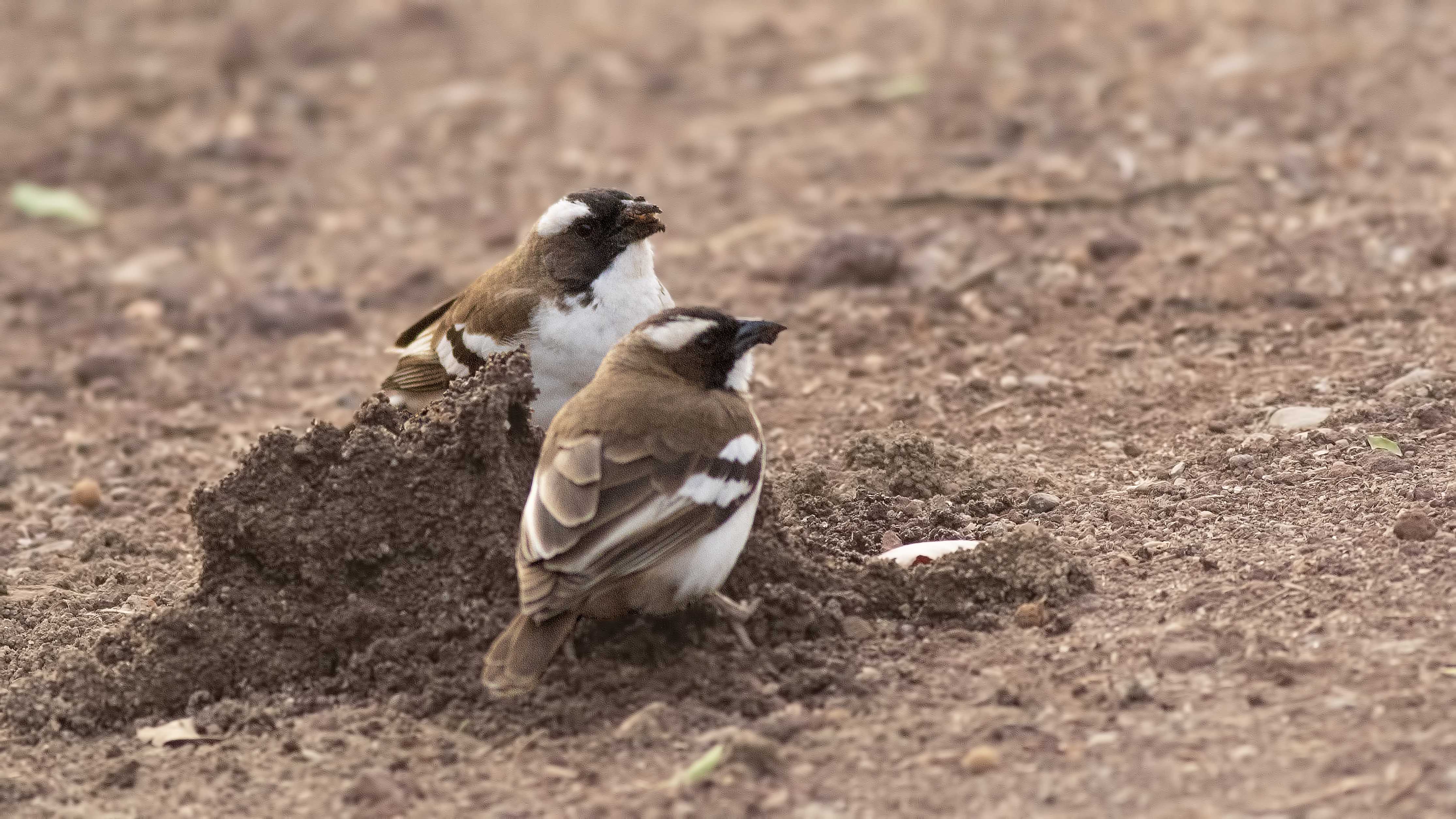 White-browed Sparrow-Weaver — Ana fotoğraf
