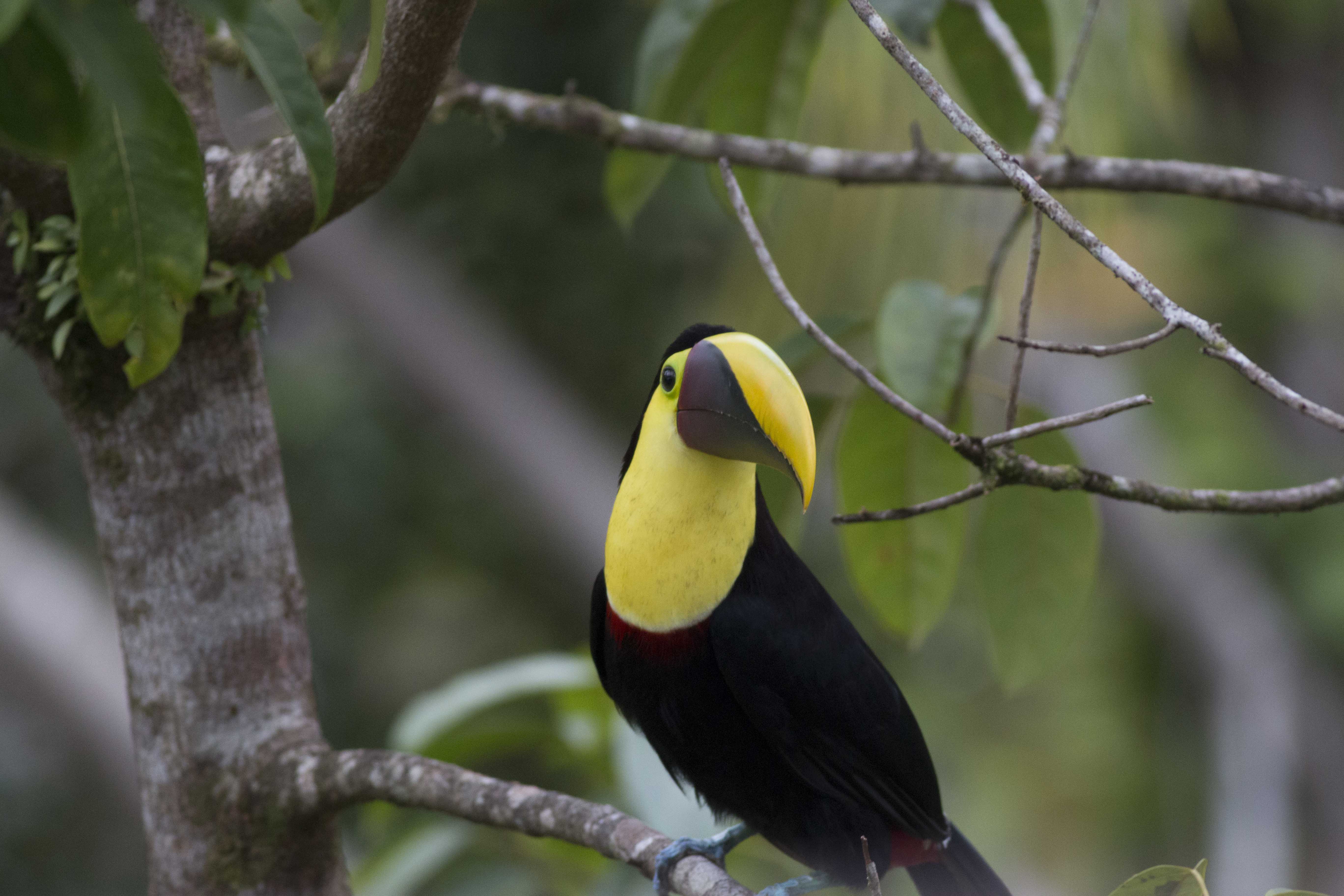 Yellow-throated Toucan
