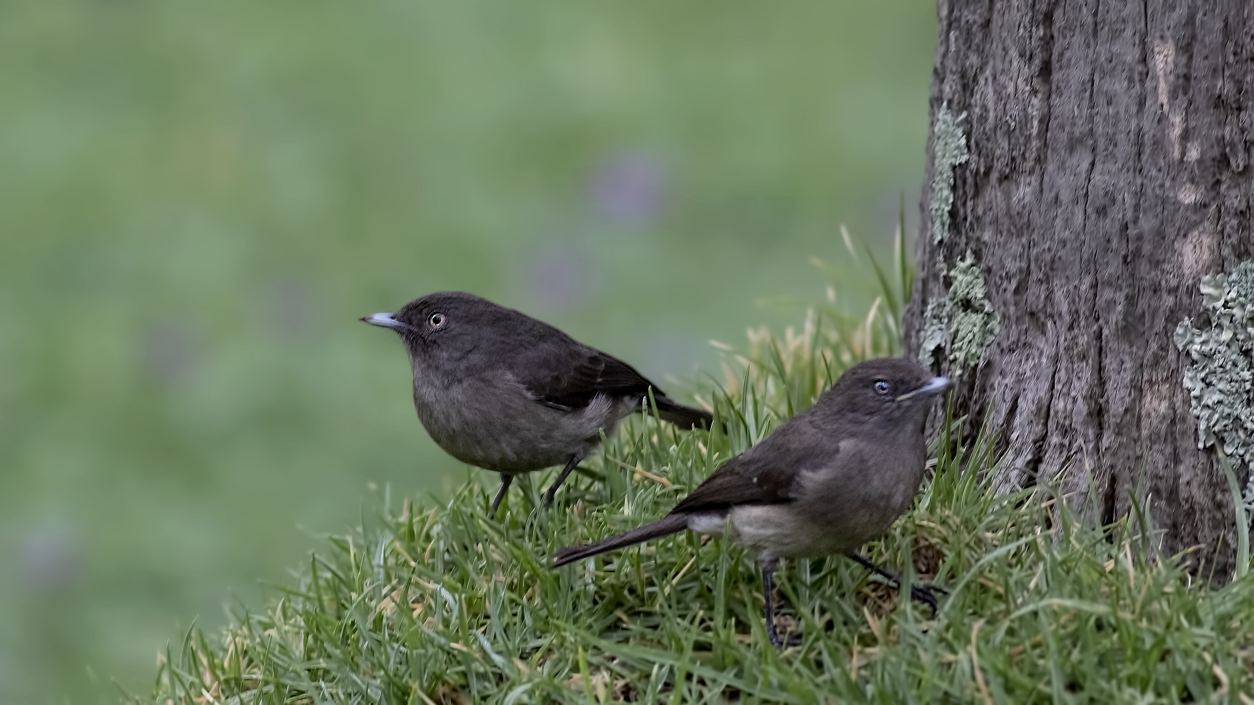 Northern Black-Flycatcher — Ana fotoğraf