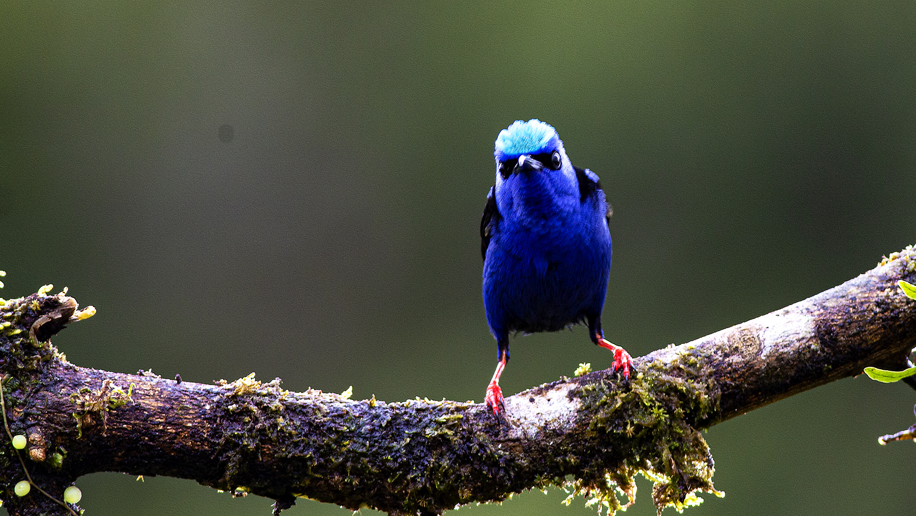 Red-legged Honeycreeper