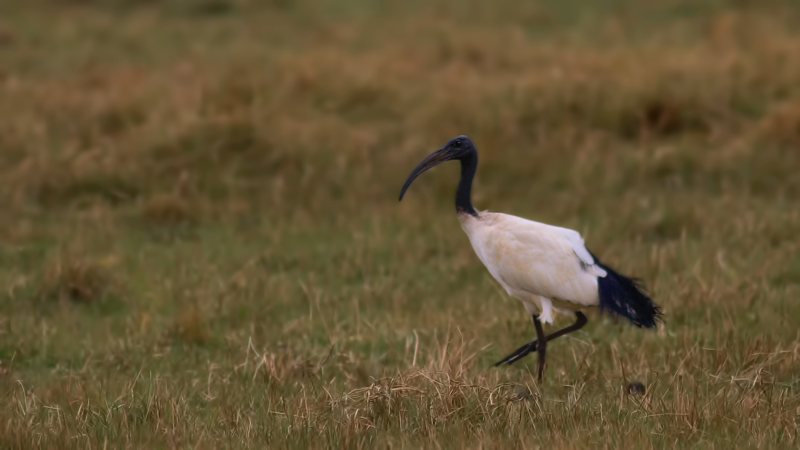 African Sacred Ibis