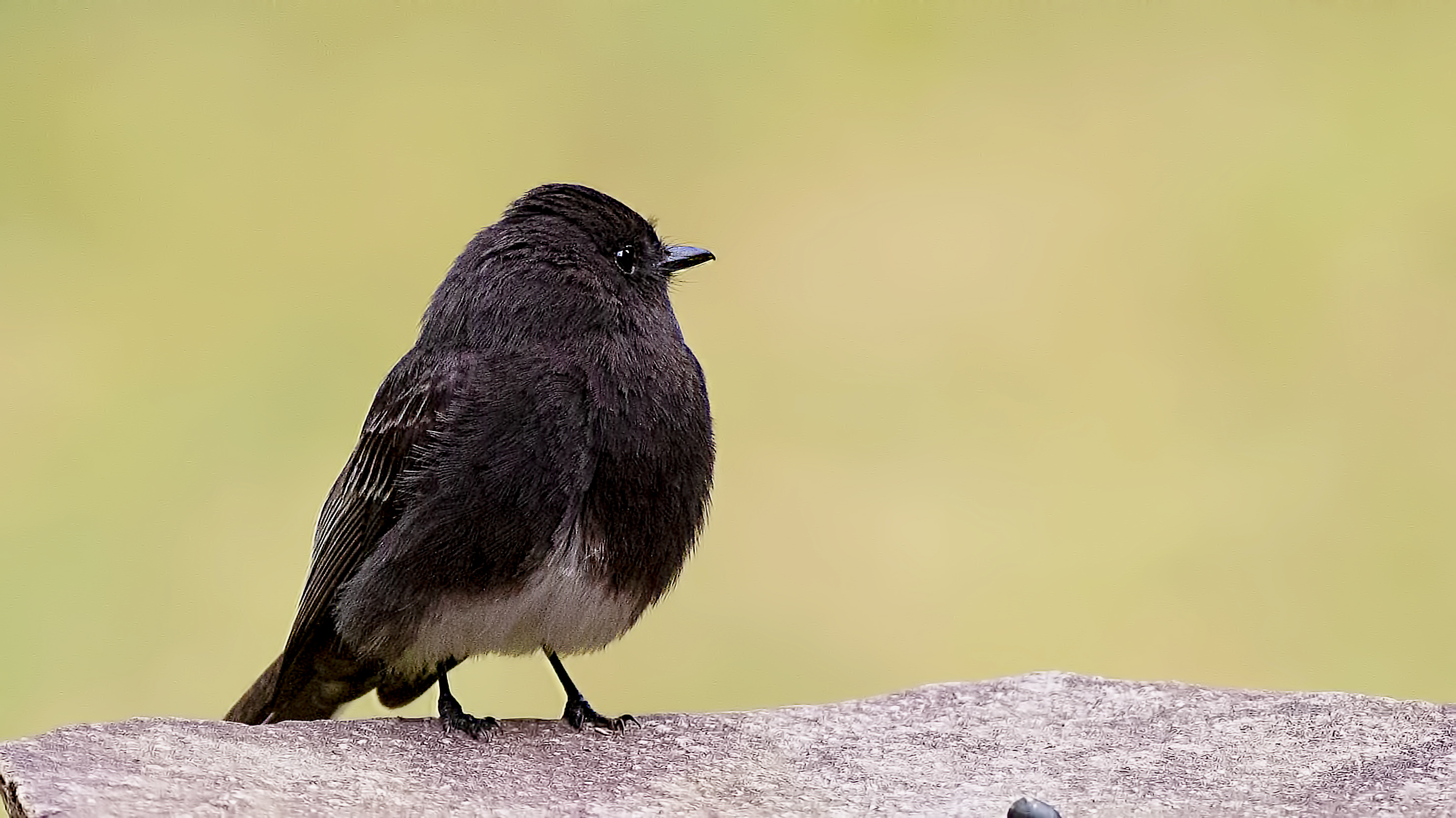 Black Phoebe