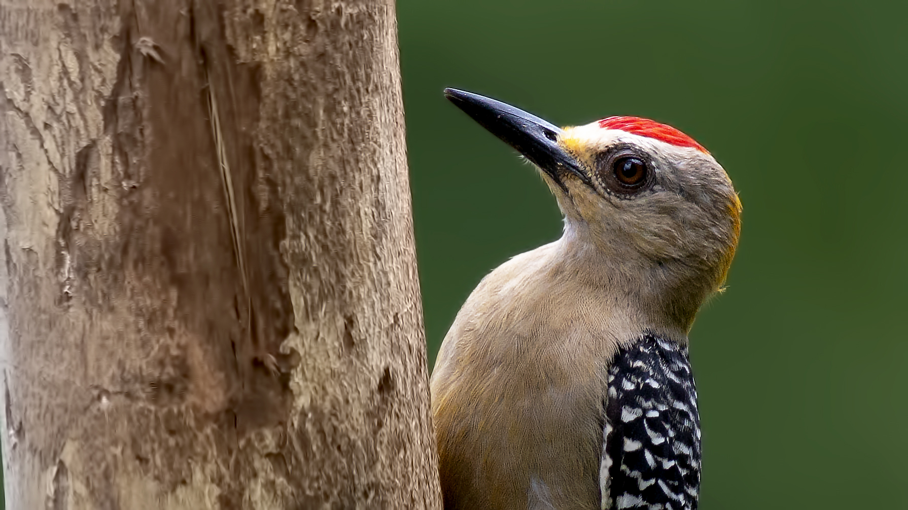 Hoffmann's Woodpecker