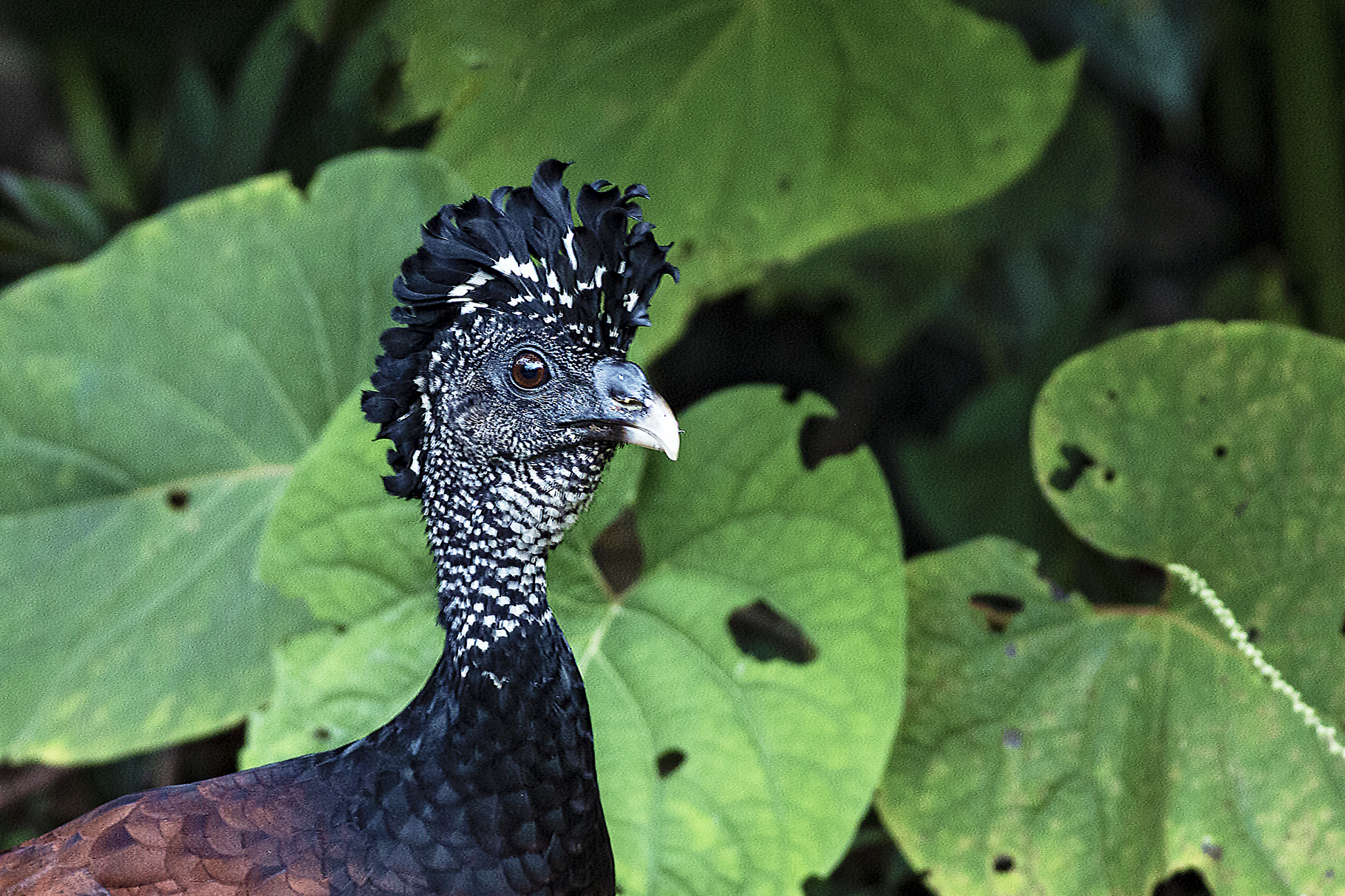 Great Curassow