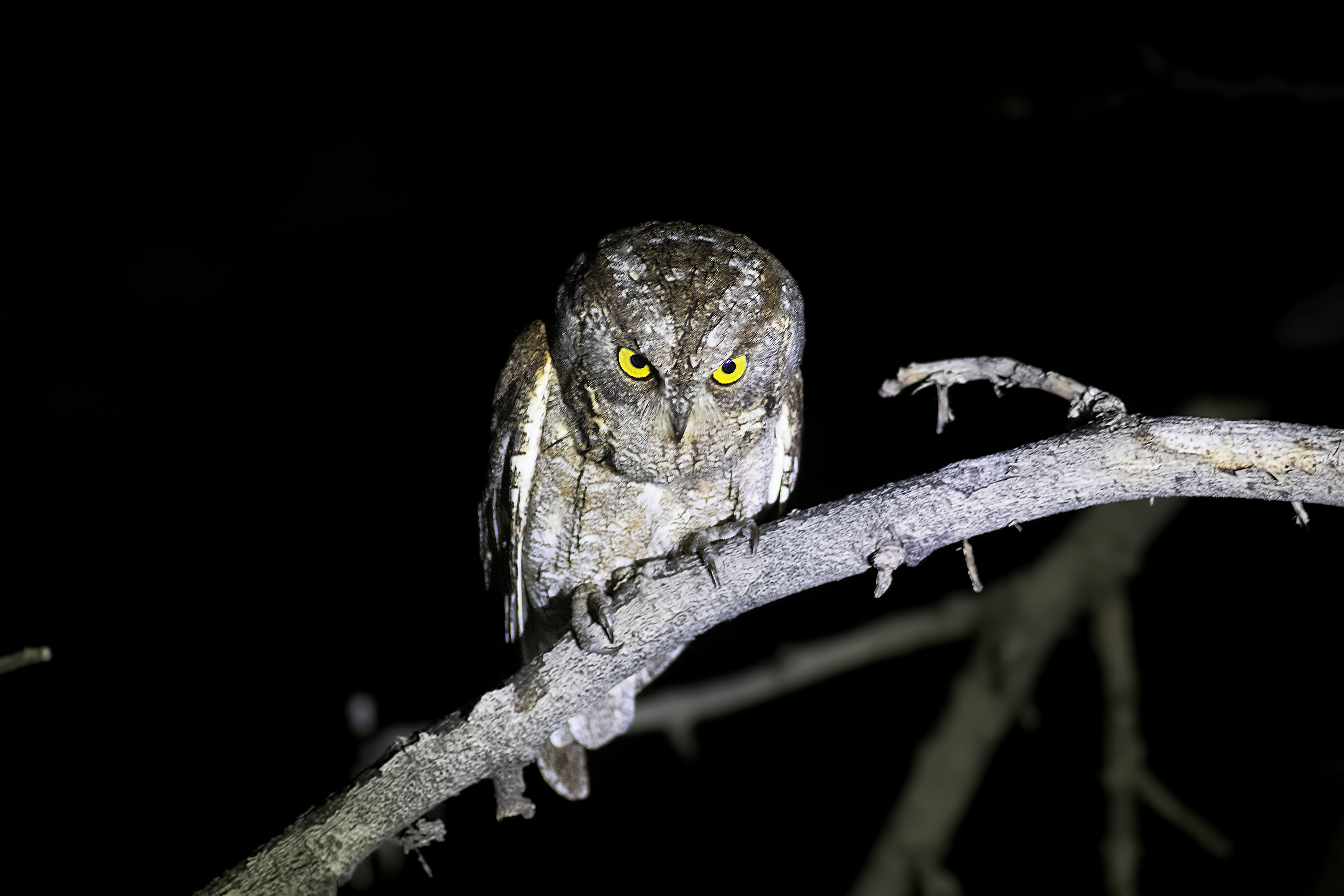 Eurasian Scops-Owl — Ana fotoğraf