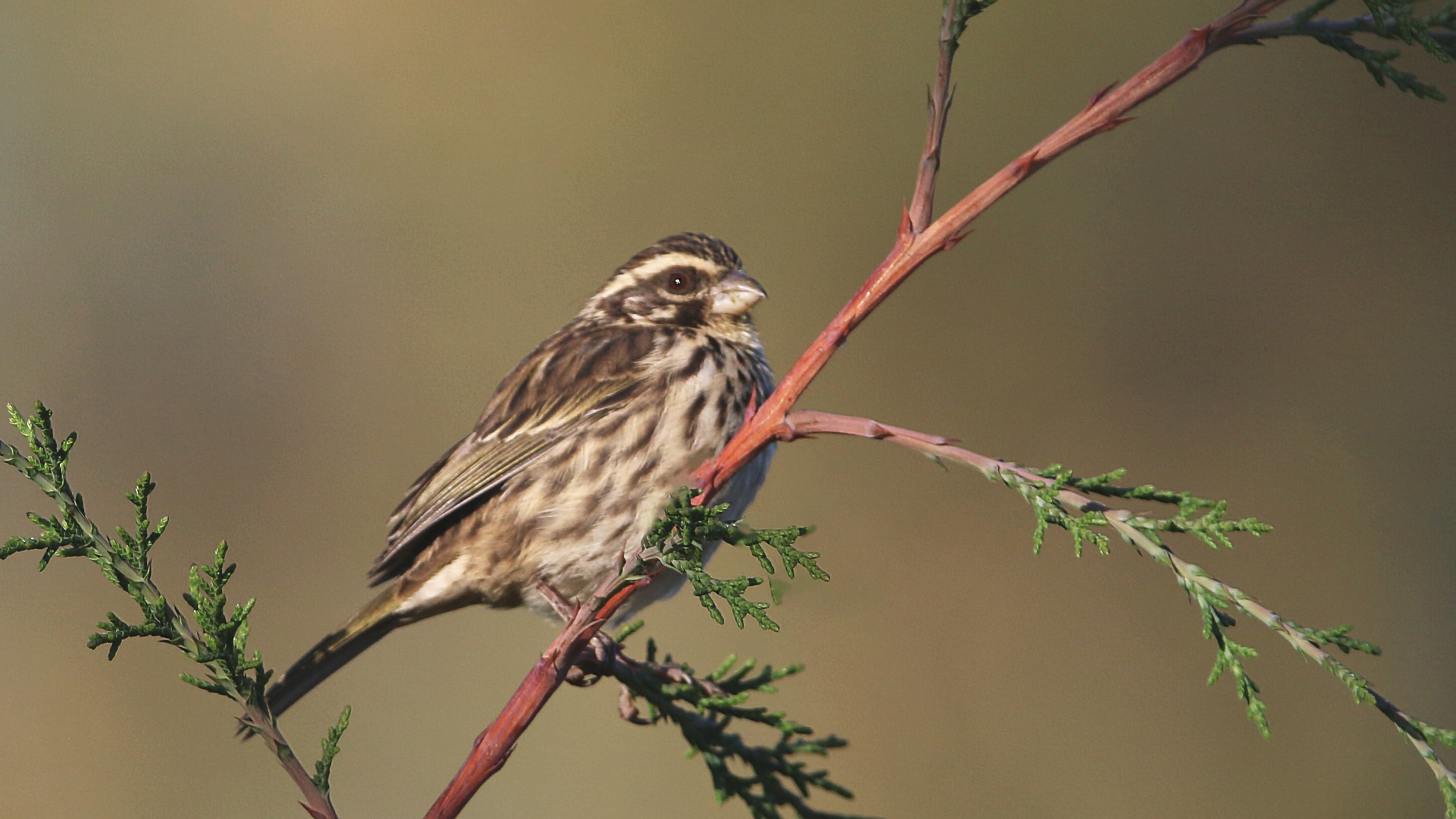 Streaky Seedeater