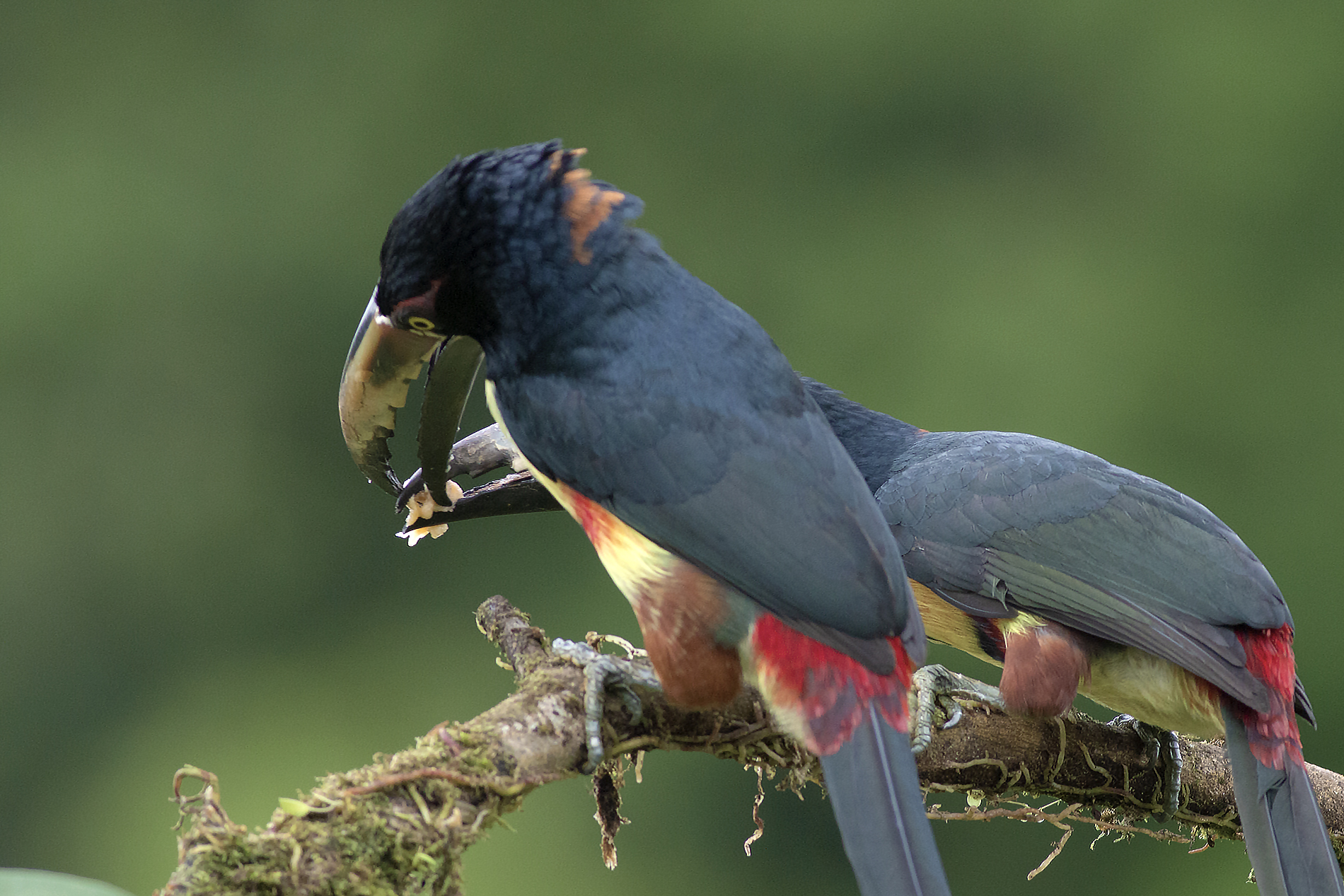 Collared Aracari