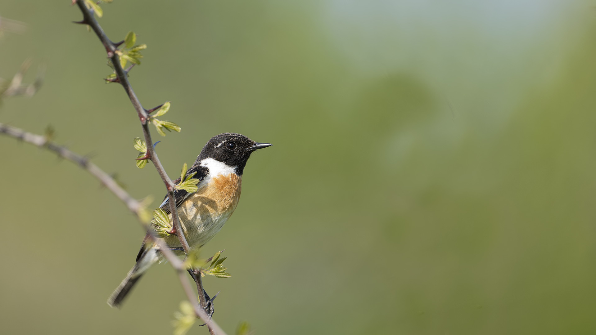 European Stonechat