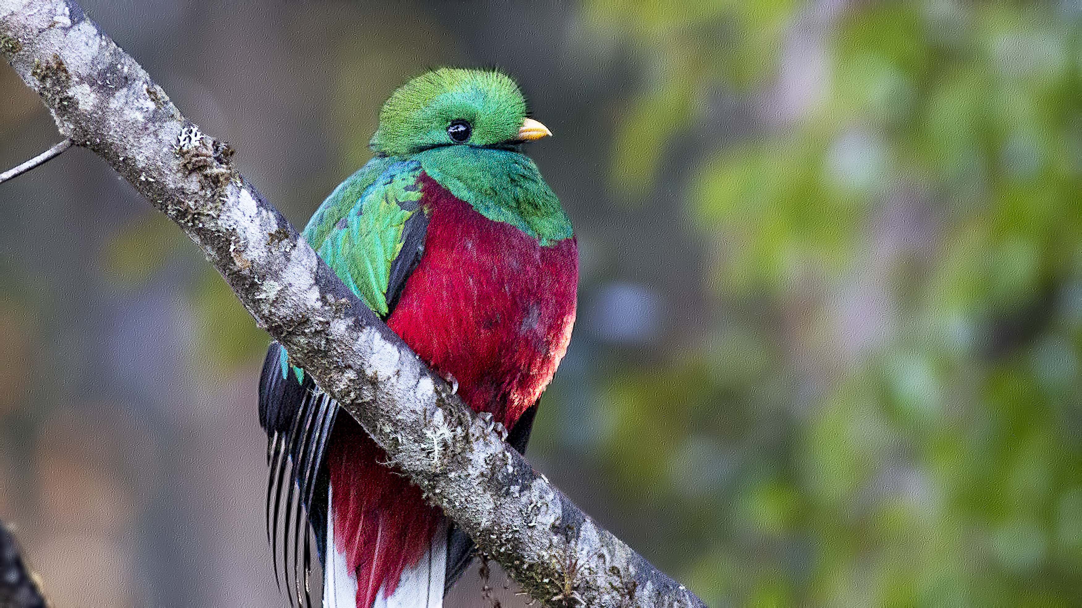 Resplendent Quetzal