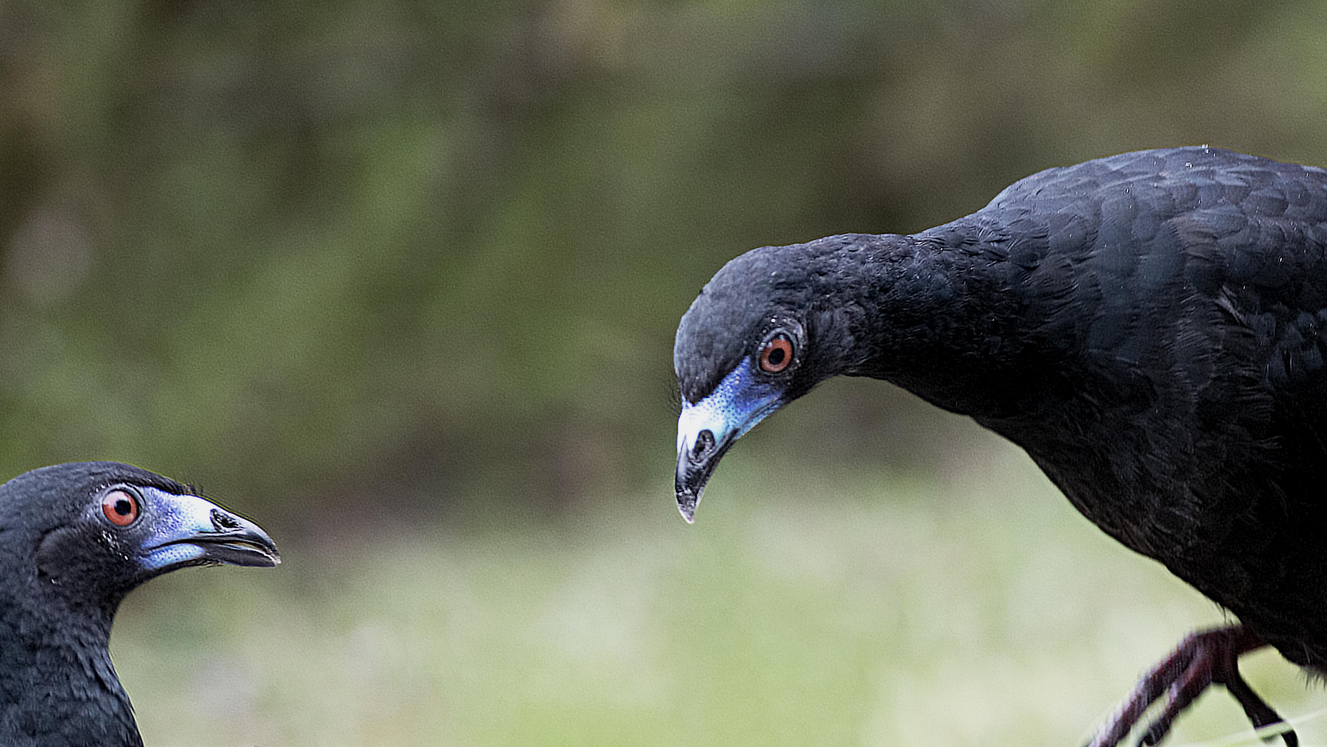 Black Guan