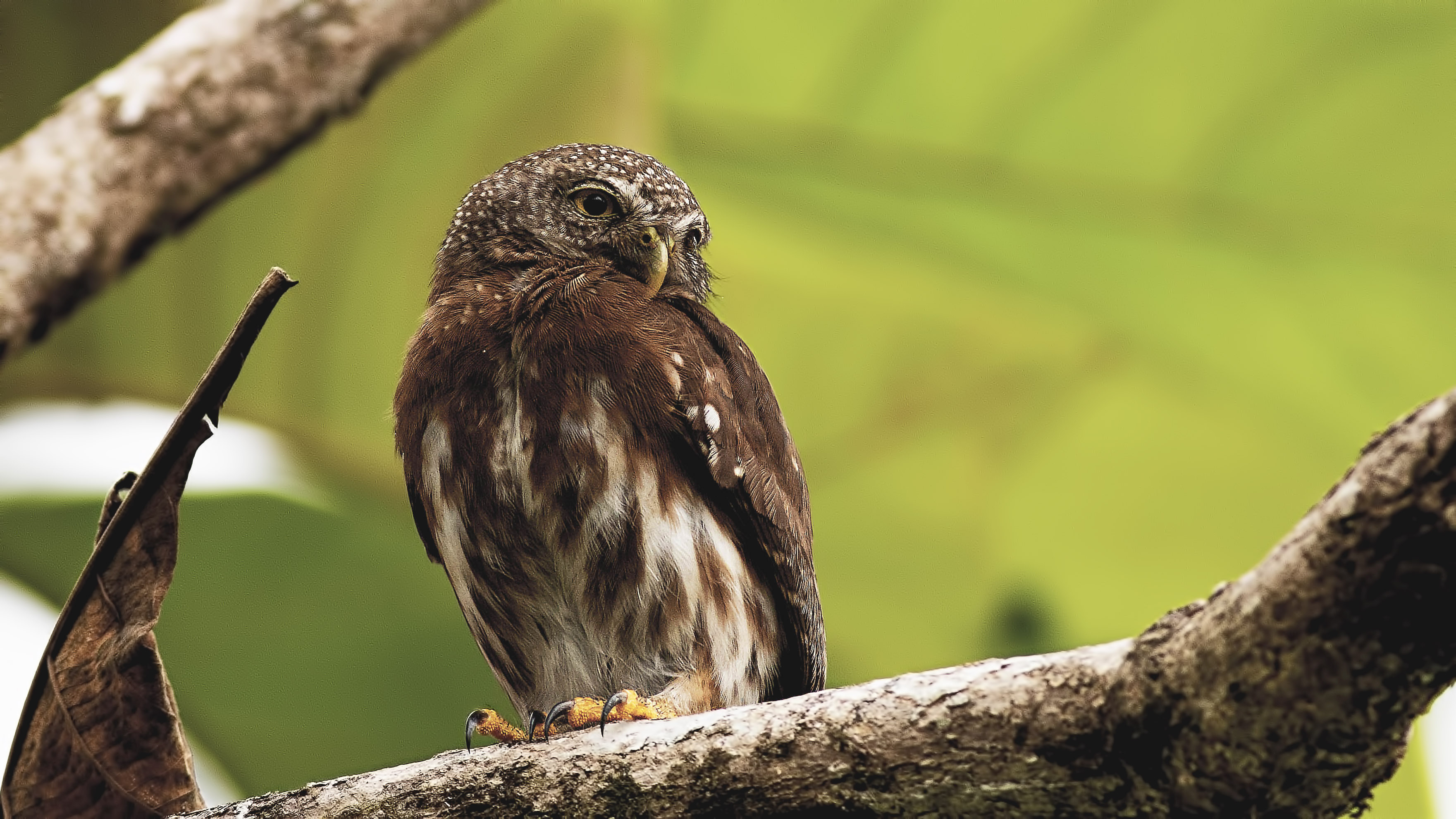 Ferruginous Pygmy-Owl